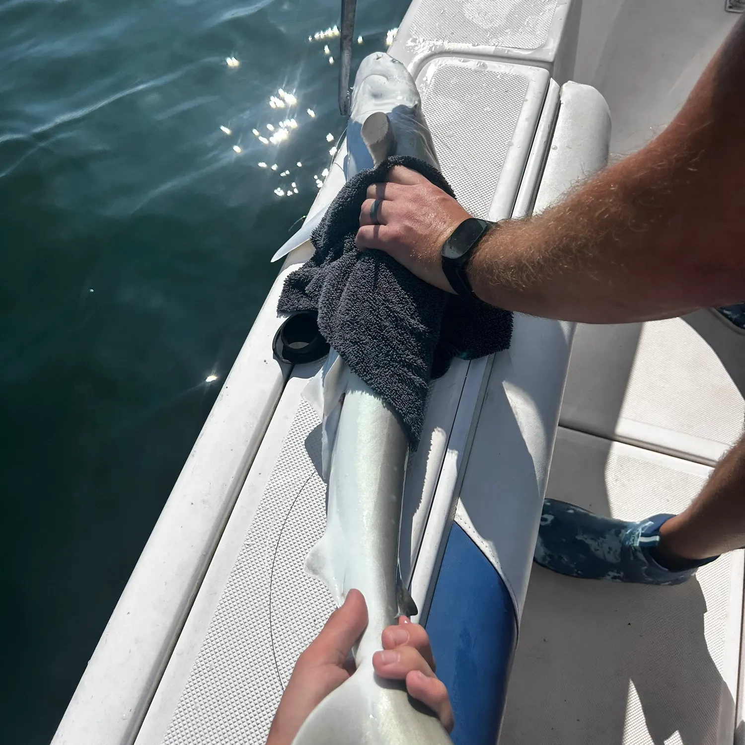 The most recent Atlantic sharpnose shark catches on Fishbrain