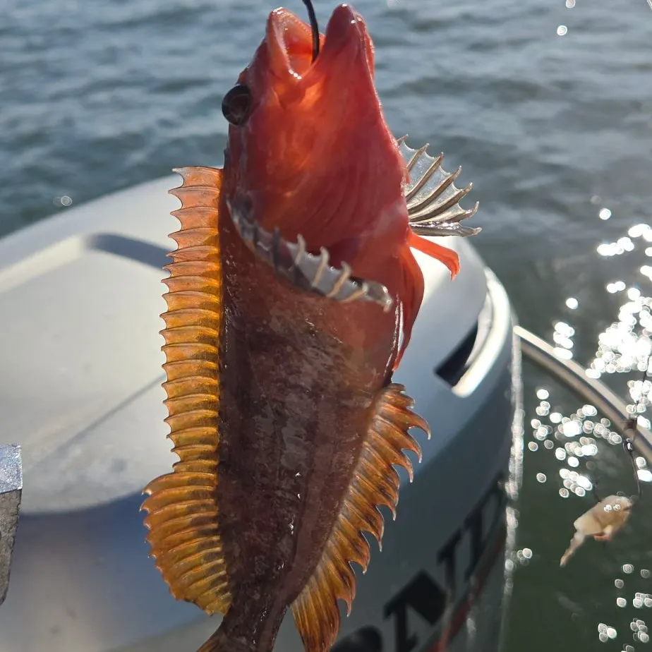 The most recent Largemouth blenny catches on Fishbrain