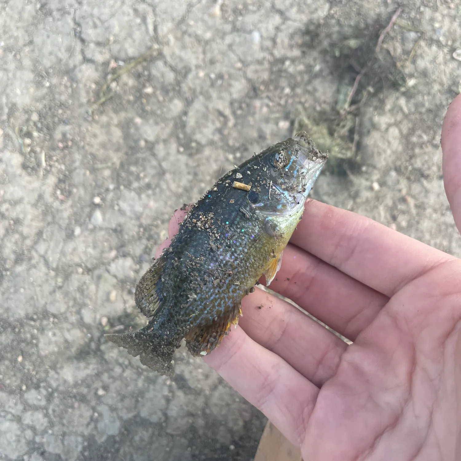 The most recent Smallmouth bass catches on Fishbrain