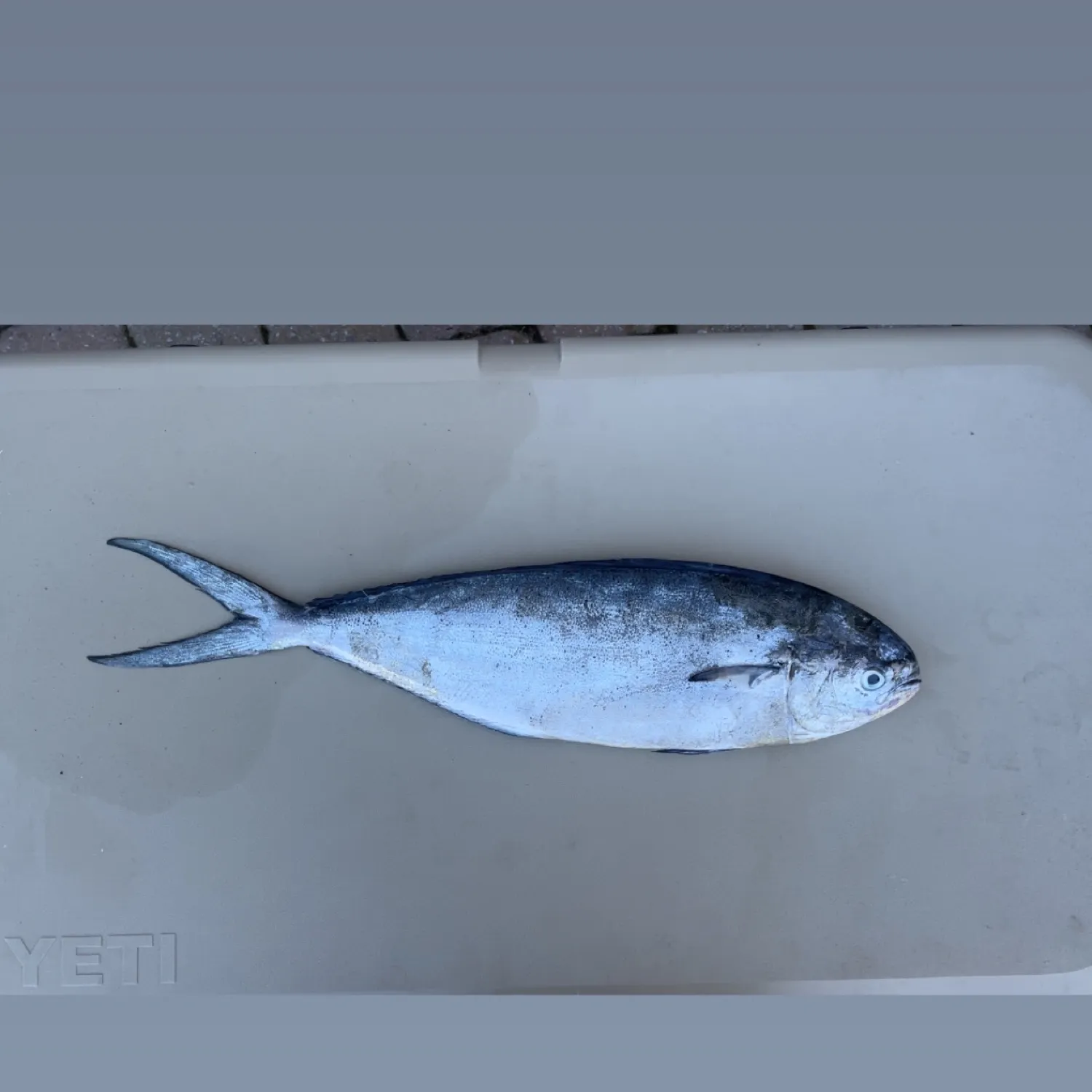 The most popular recent Pompano dolphinfish catch on Fishbrain