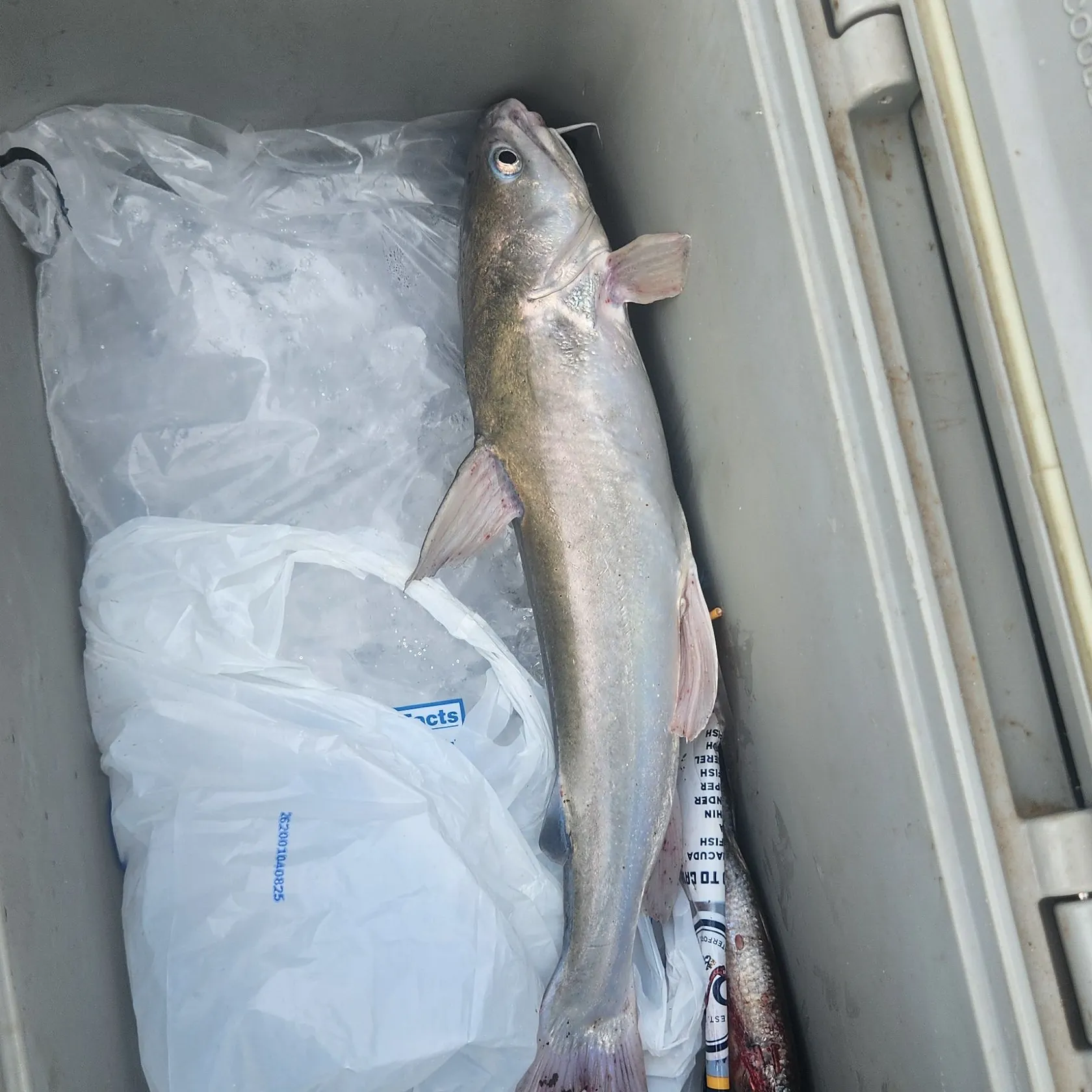 Hardhead sea catfish caught on Fishbrain