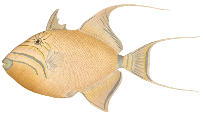 Queen triggerfish