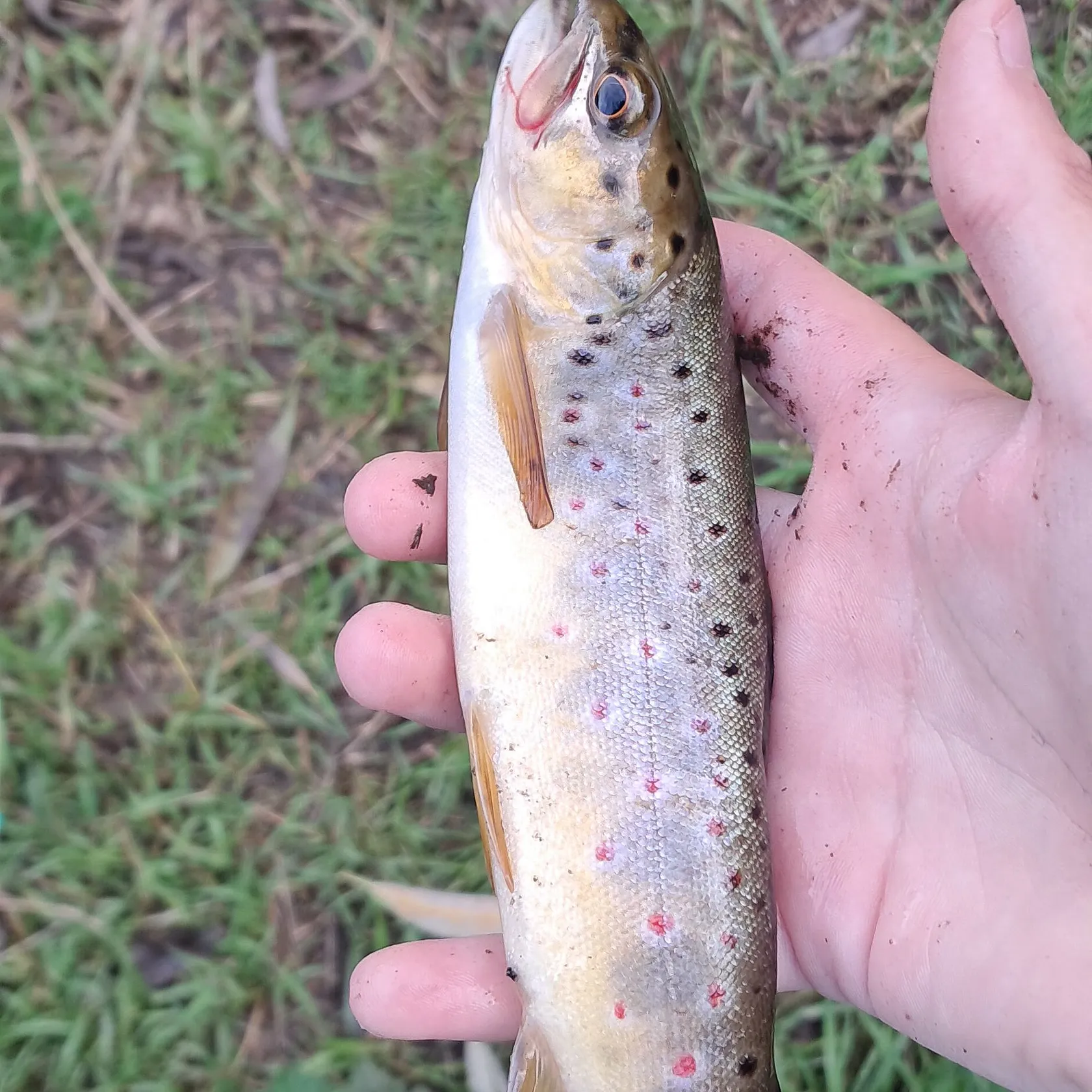 Brown trout caught on Fishbrain