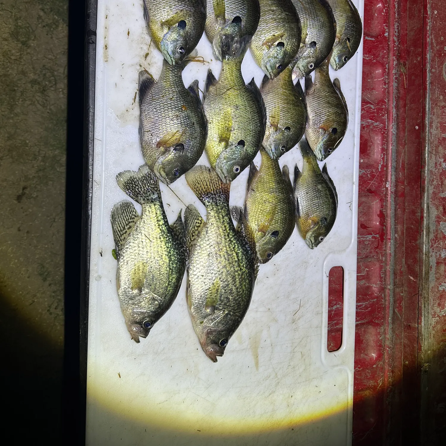 recently logged catches