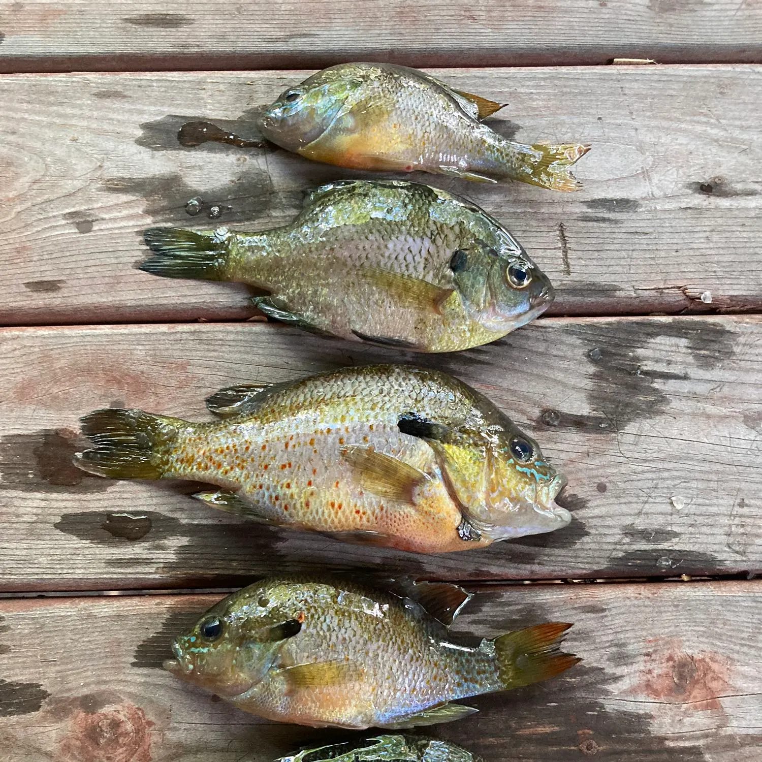 recently logged catches