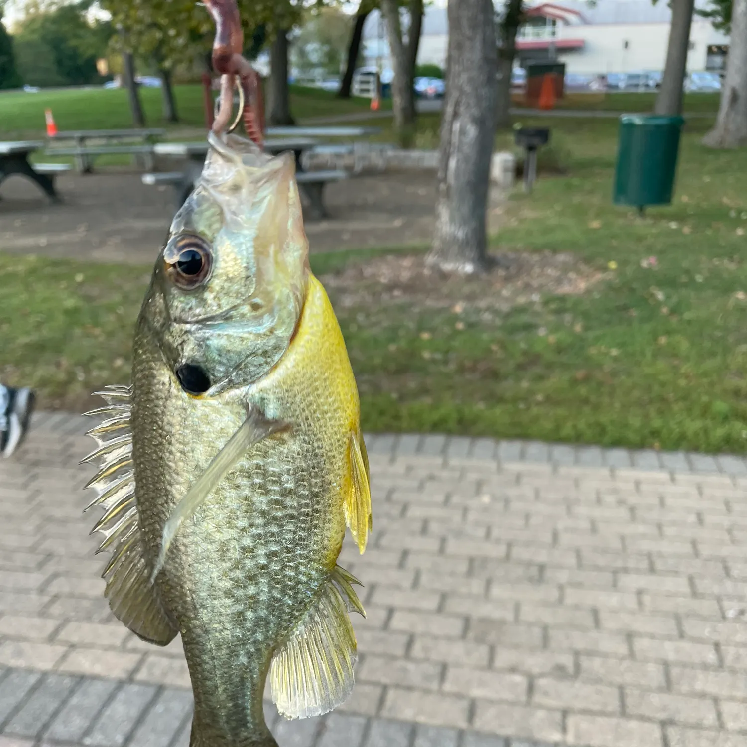 Bluegill caught on Fishbrain