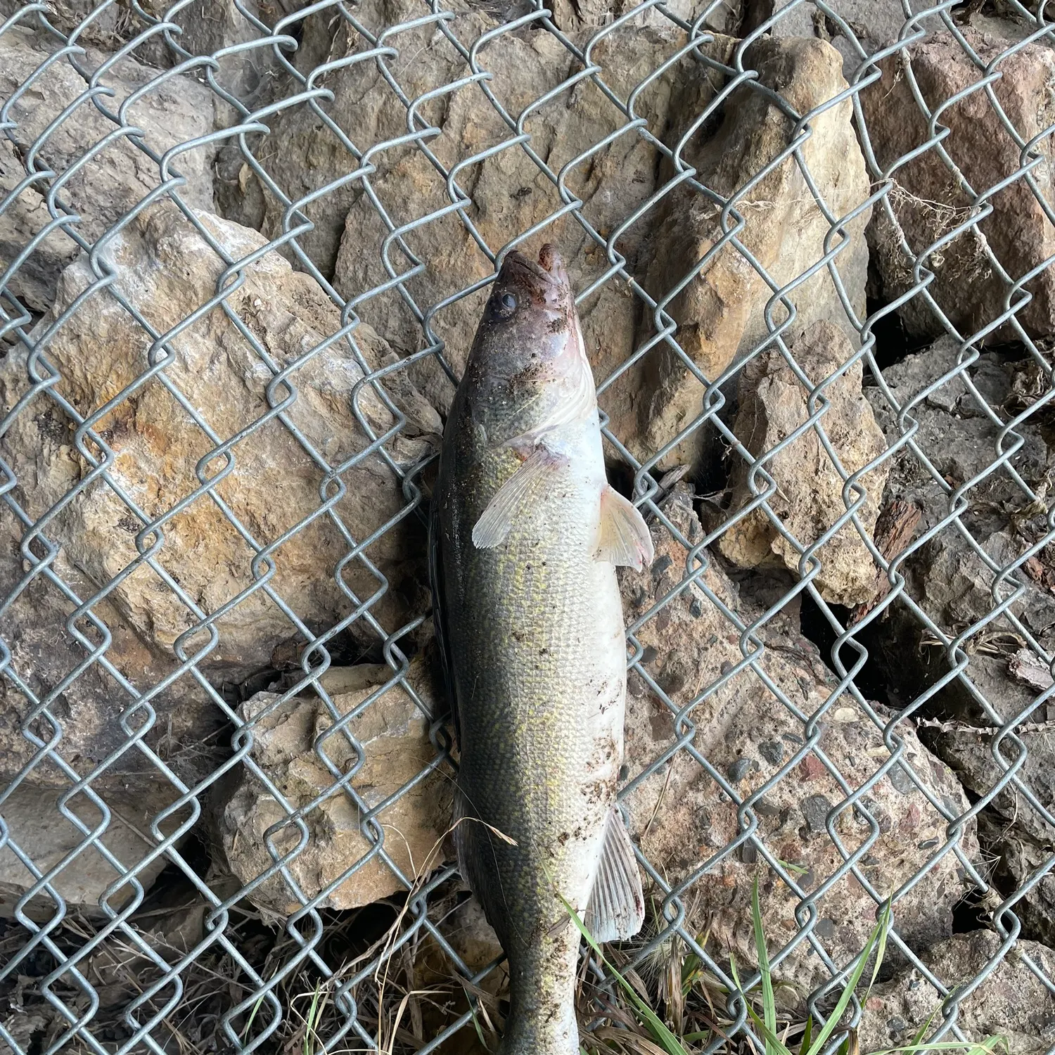 Walleye caught on Fishbrain