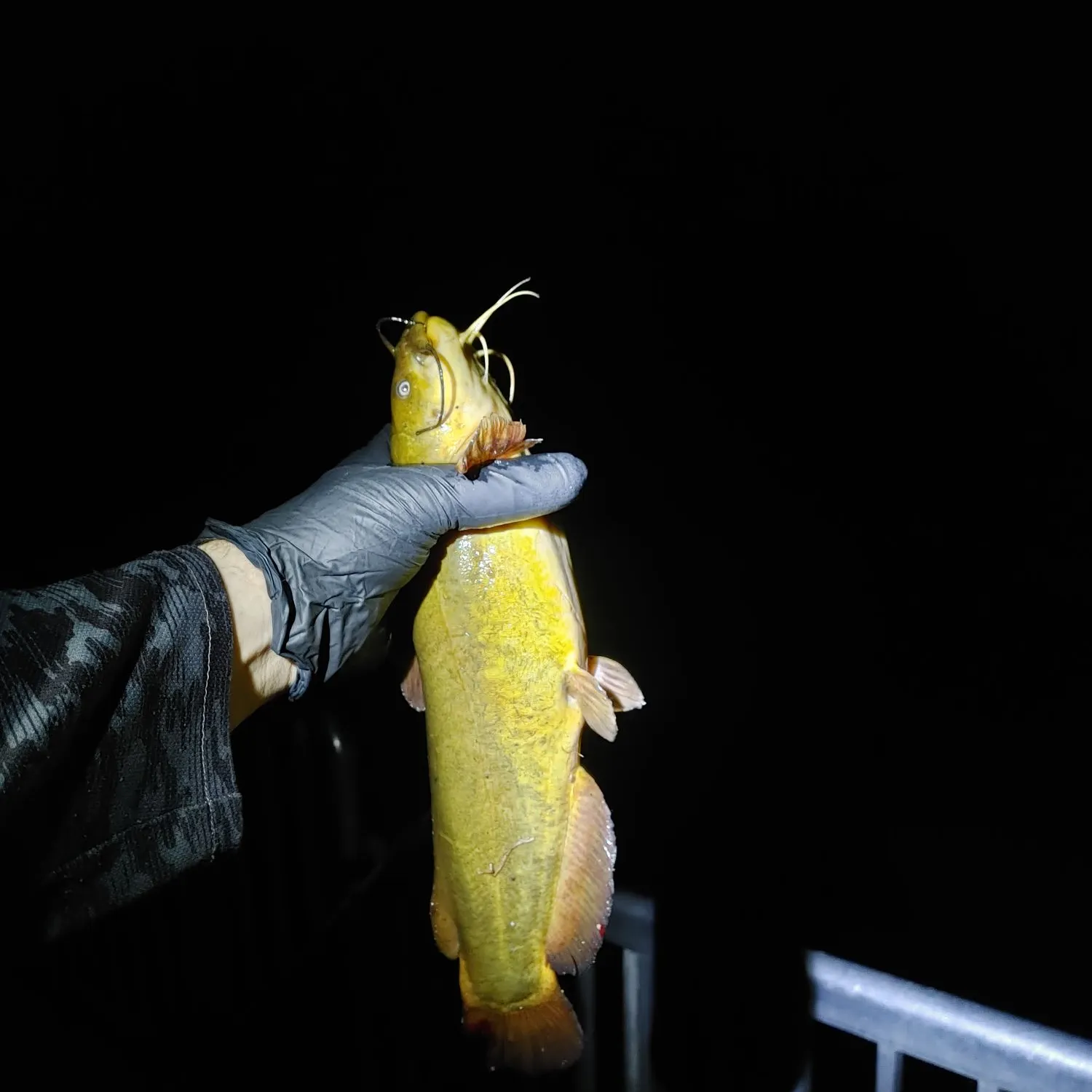 Yellow bullhead caught on Fishbrain