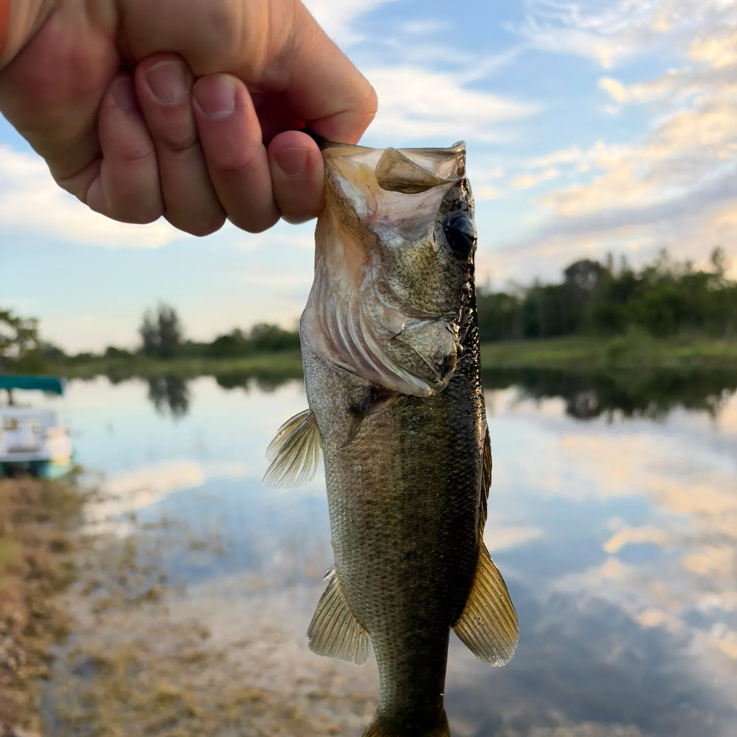 Florida bass caught on Fishbrain