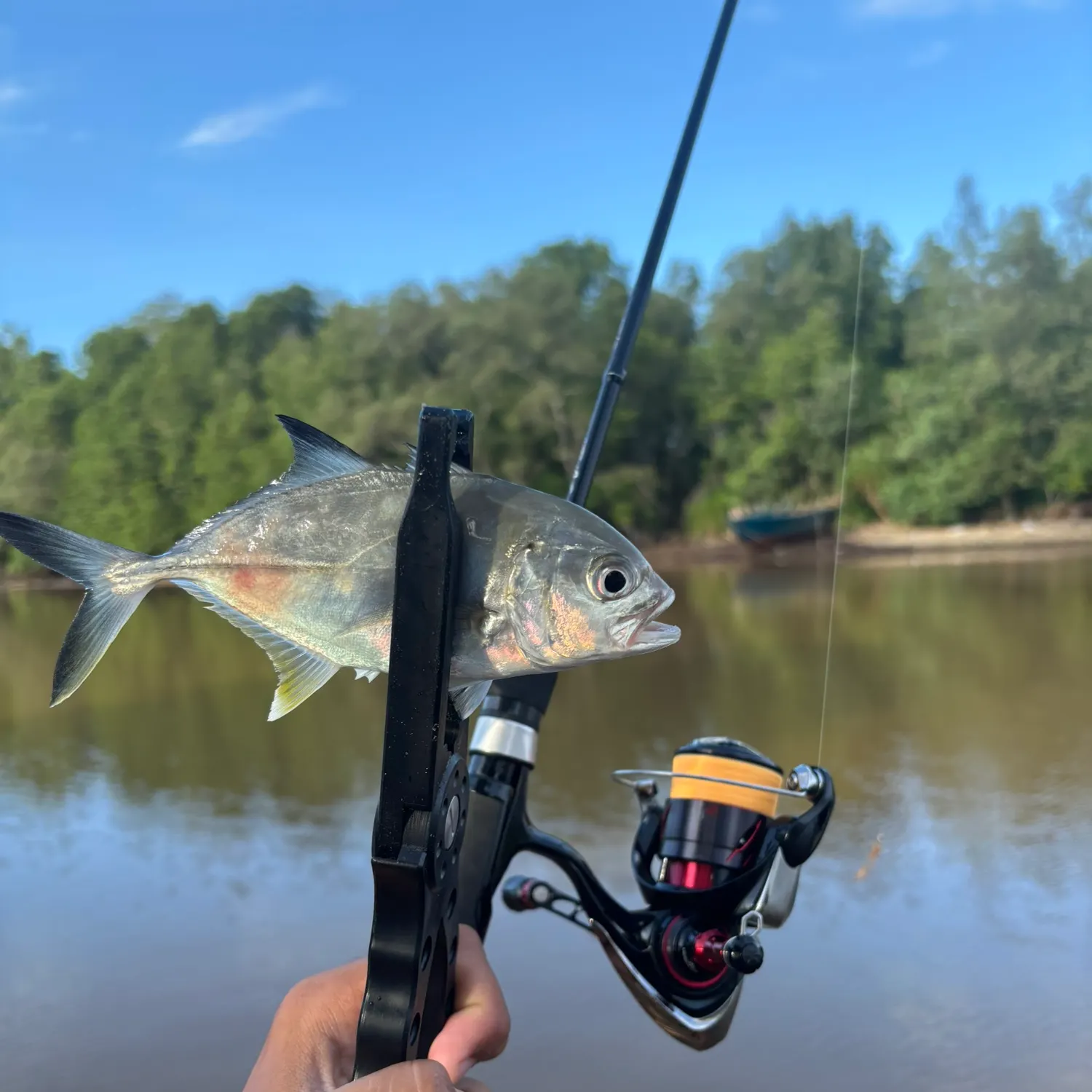 The most recent Bigeye trevally catches on Fishbrain
