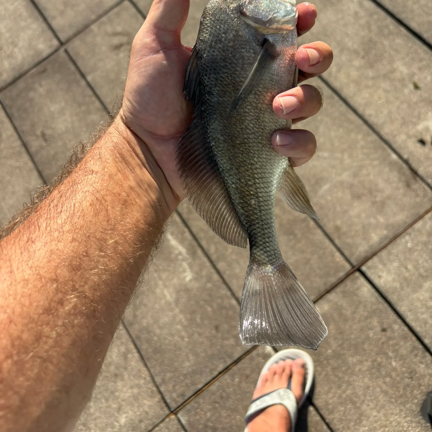 White crappie caught on Fishbrain
