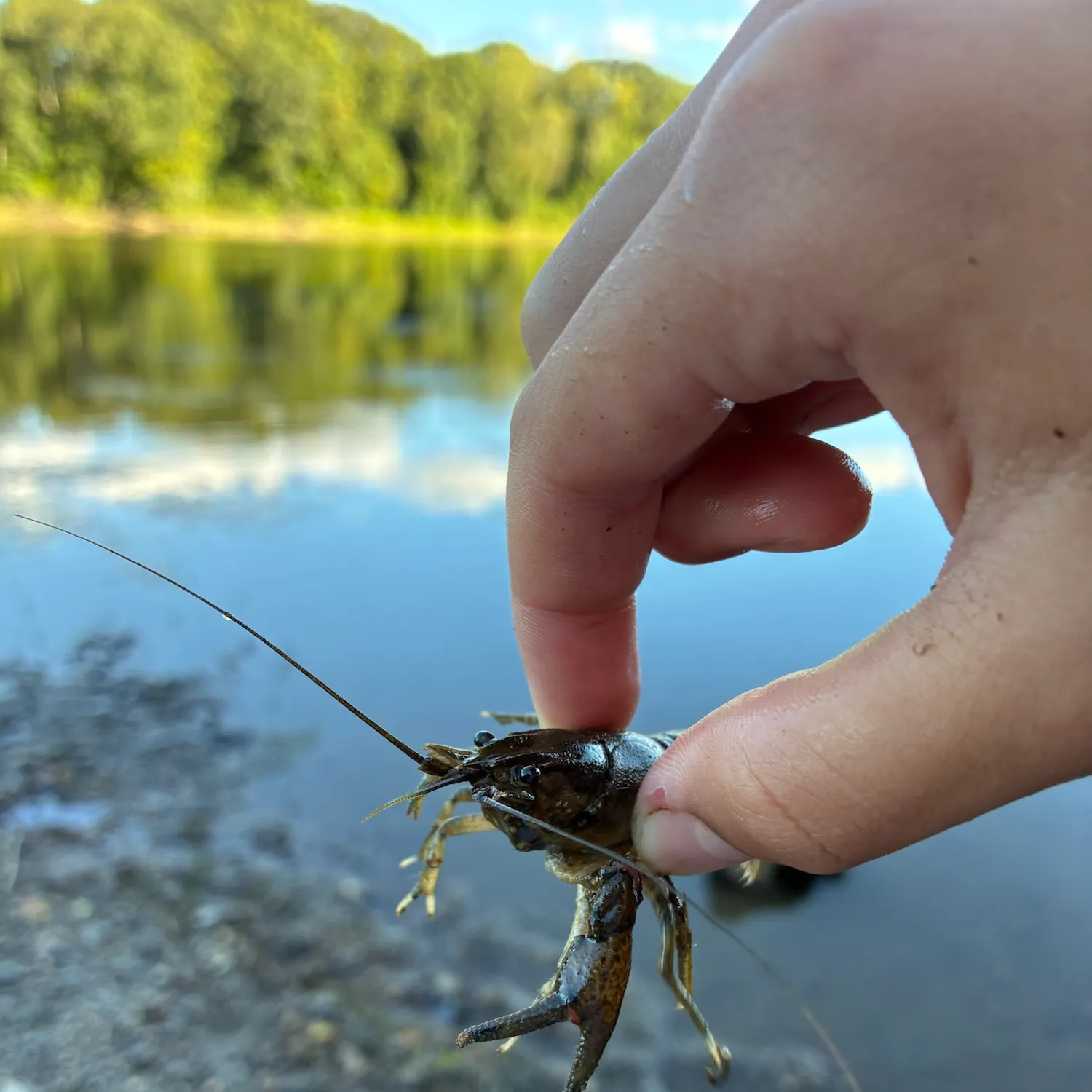Northern clearwater crayfish caught on Fishbrain