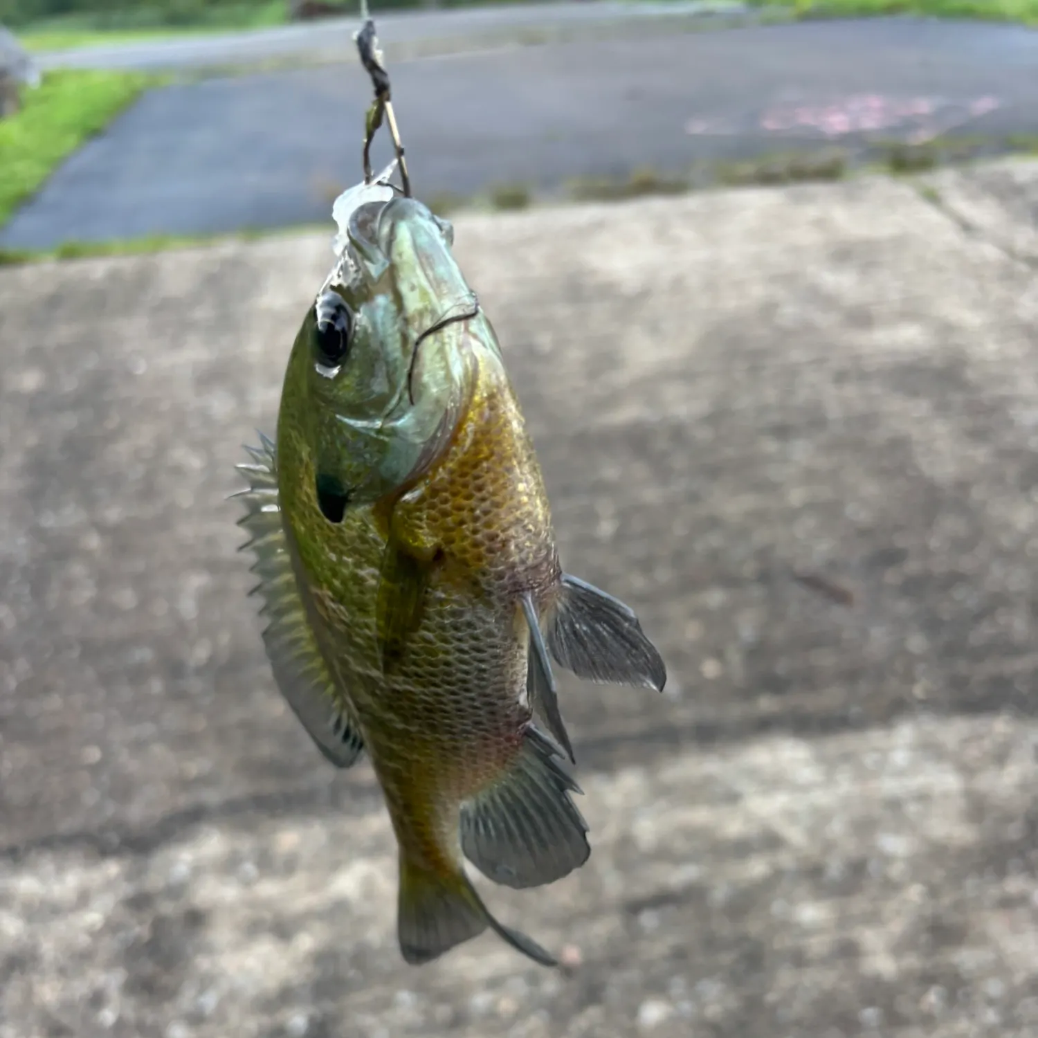 catch