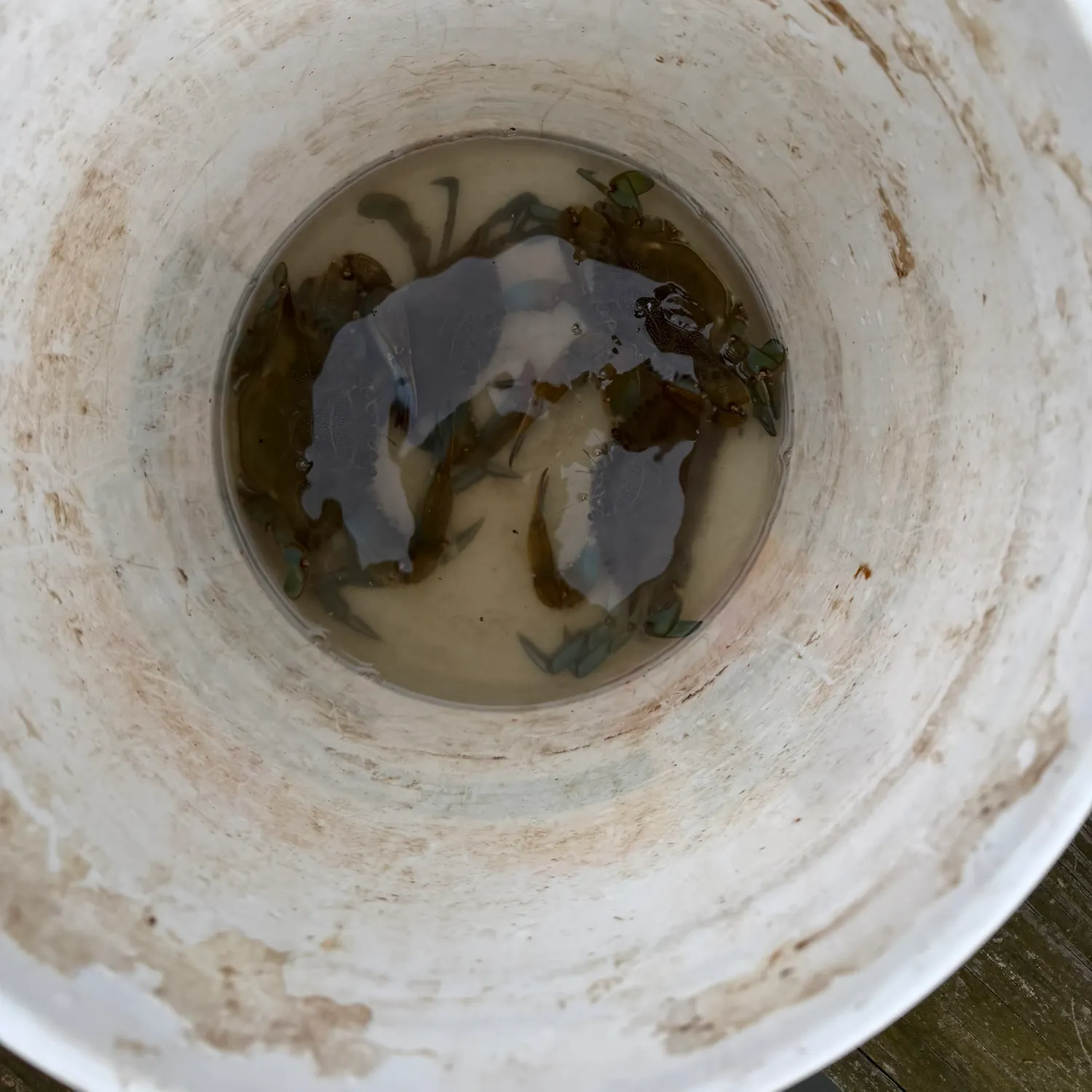 Blue crab caught on Fishbrain