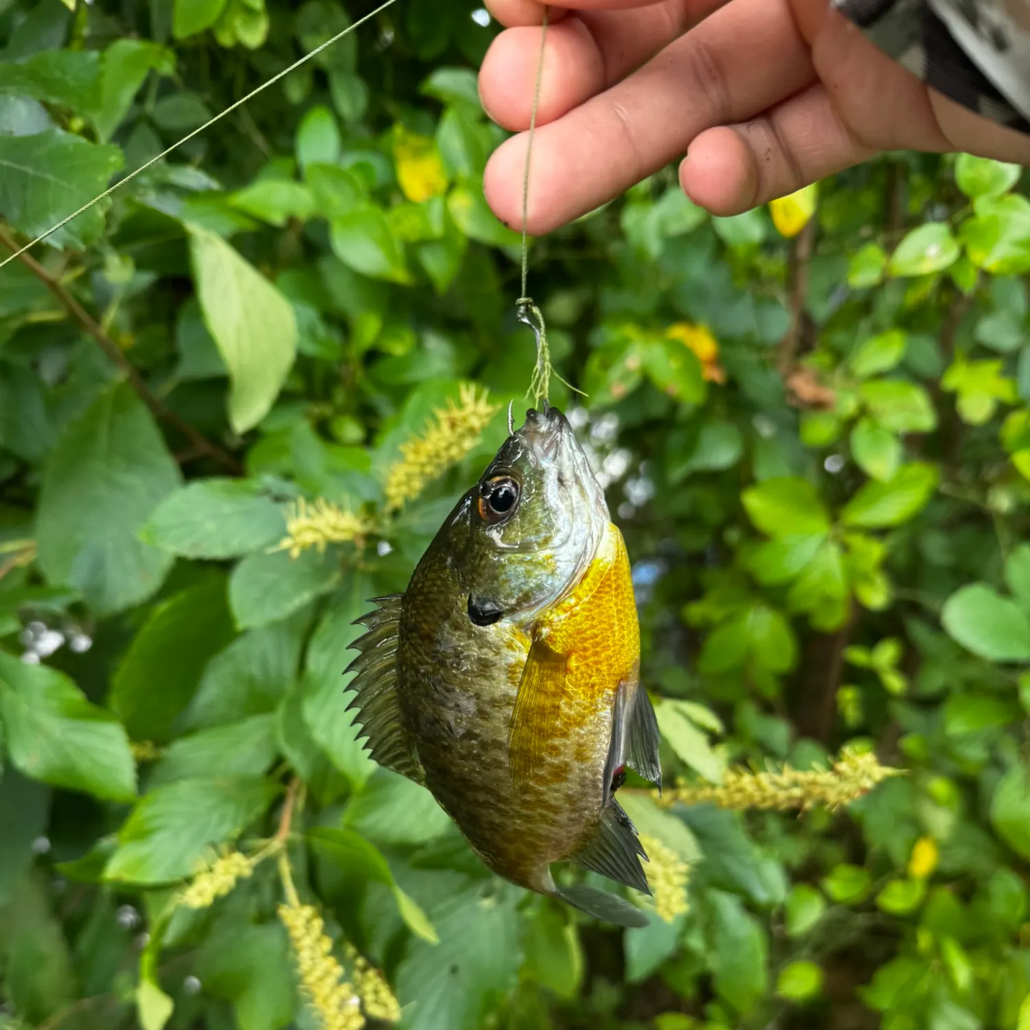Bluegill caught on Fishbrain