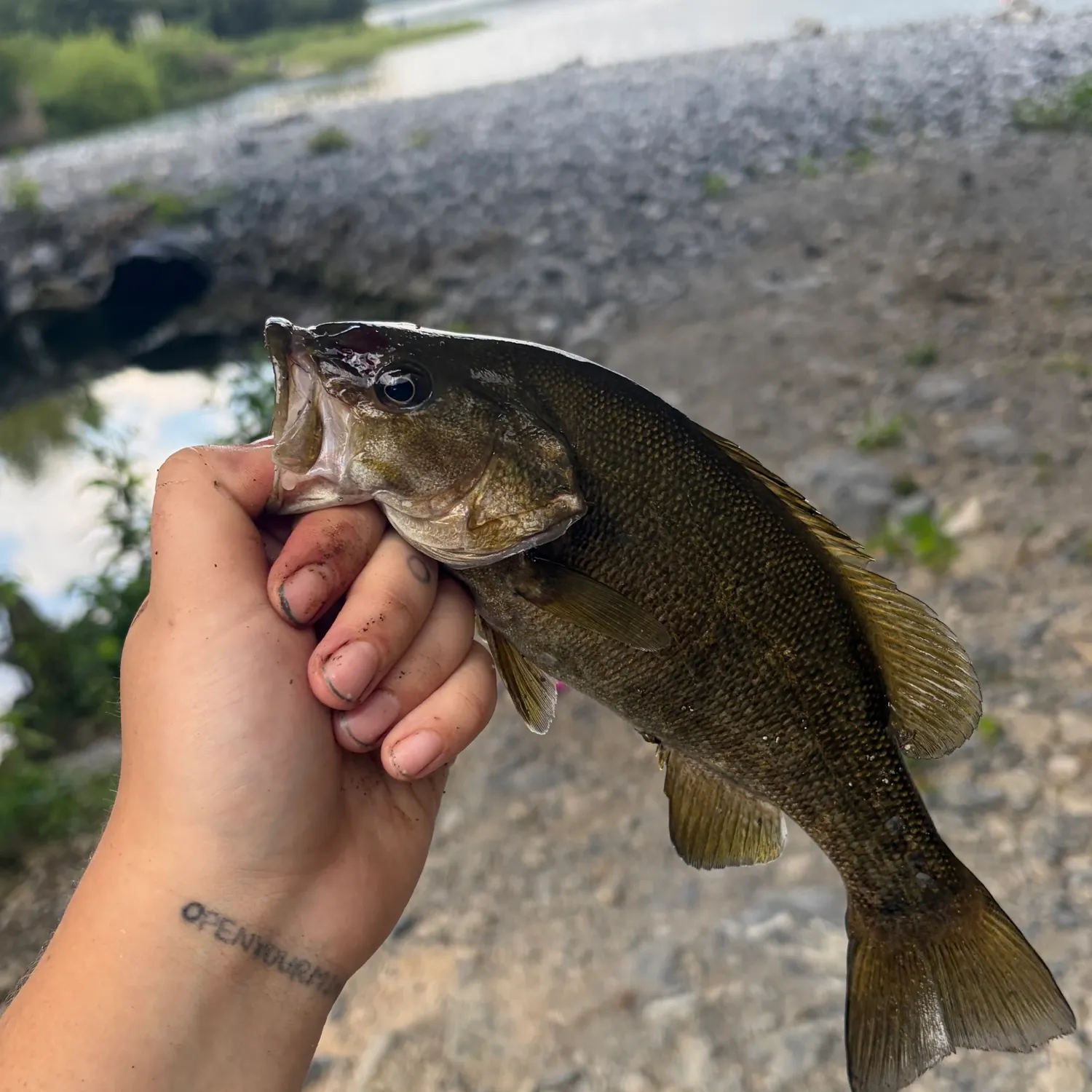 Smallmouth bass caught on Fishbrain