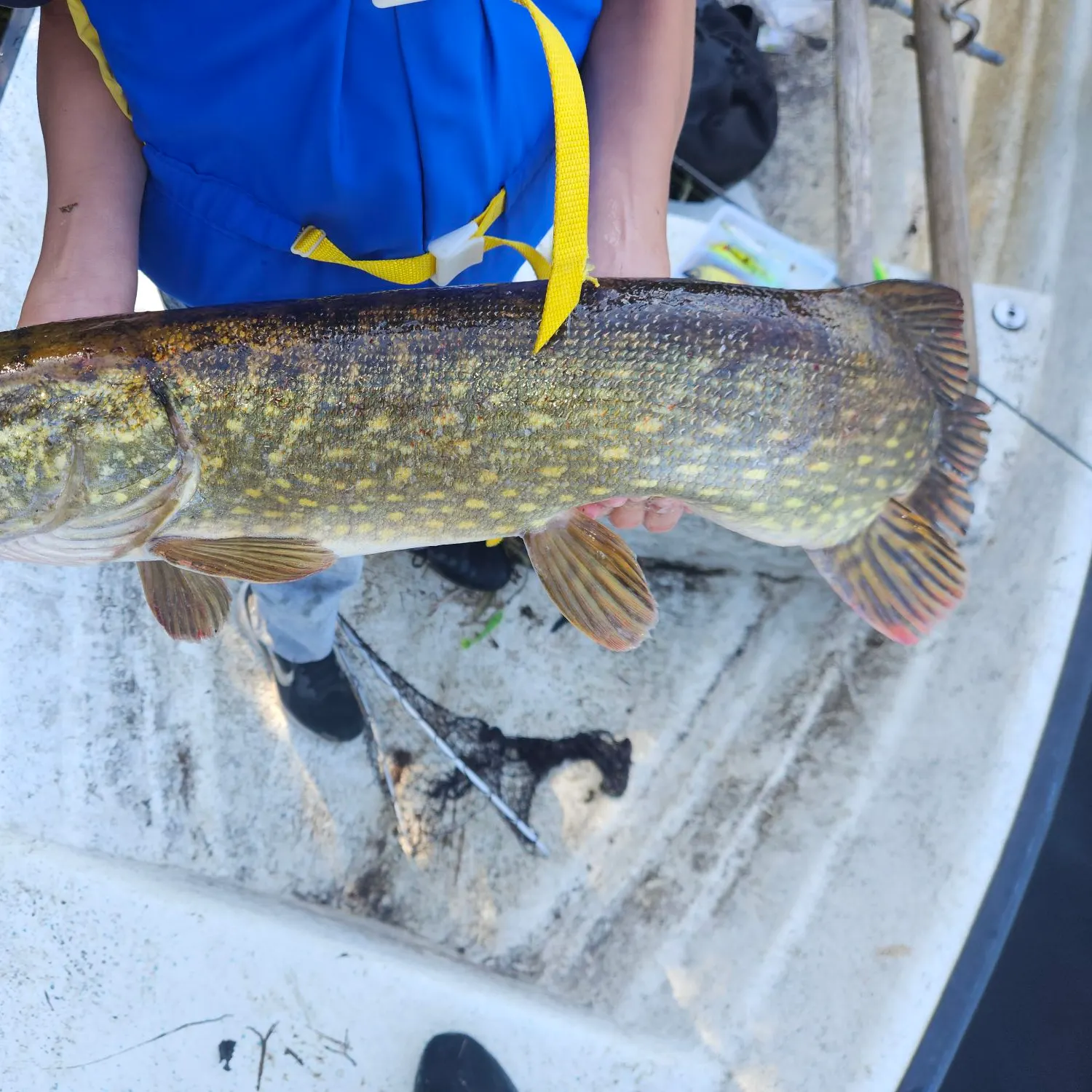 Northern pike caught on Fishbrain
