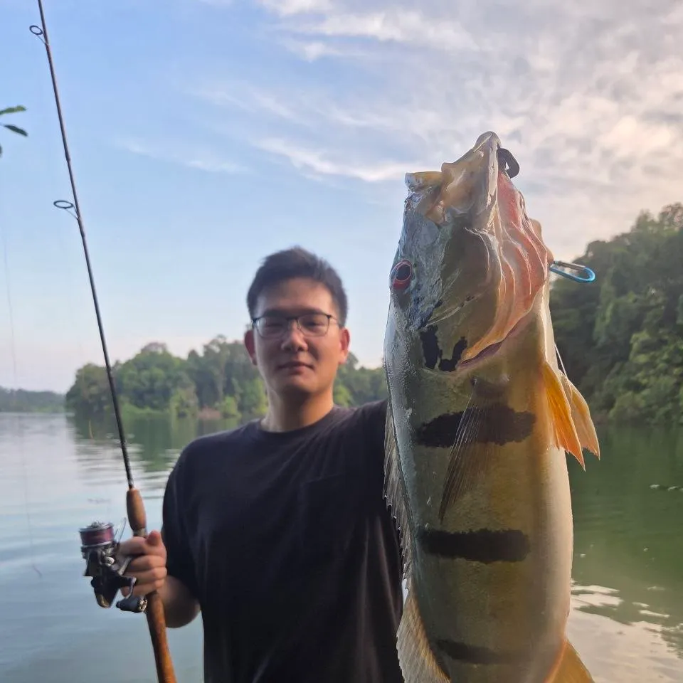 The most recent Speckled peacock bass catches on Fishbrain