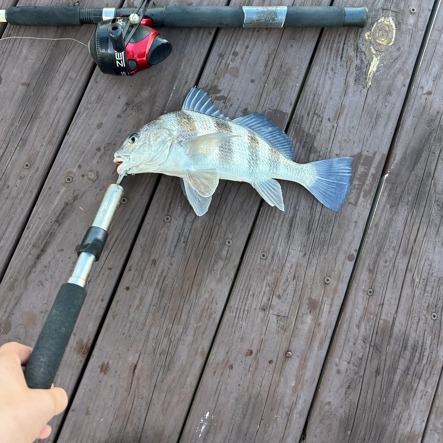 The most recent Black drum catches on Fishbrain