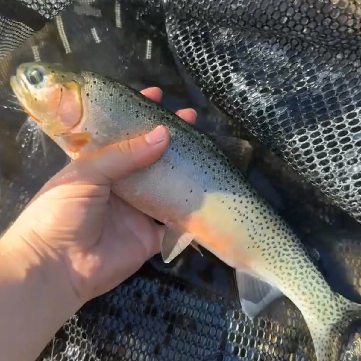 Cutthroat trout caught on Fishbrain