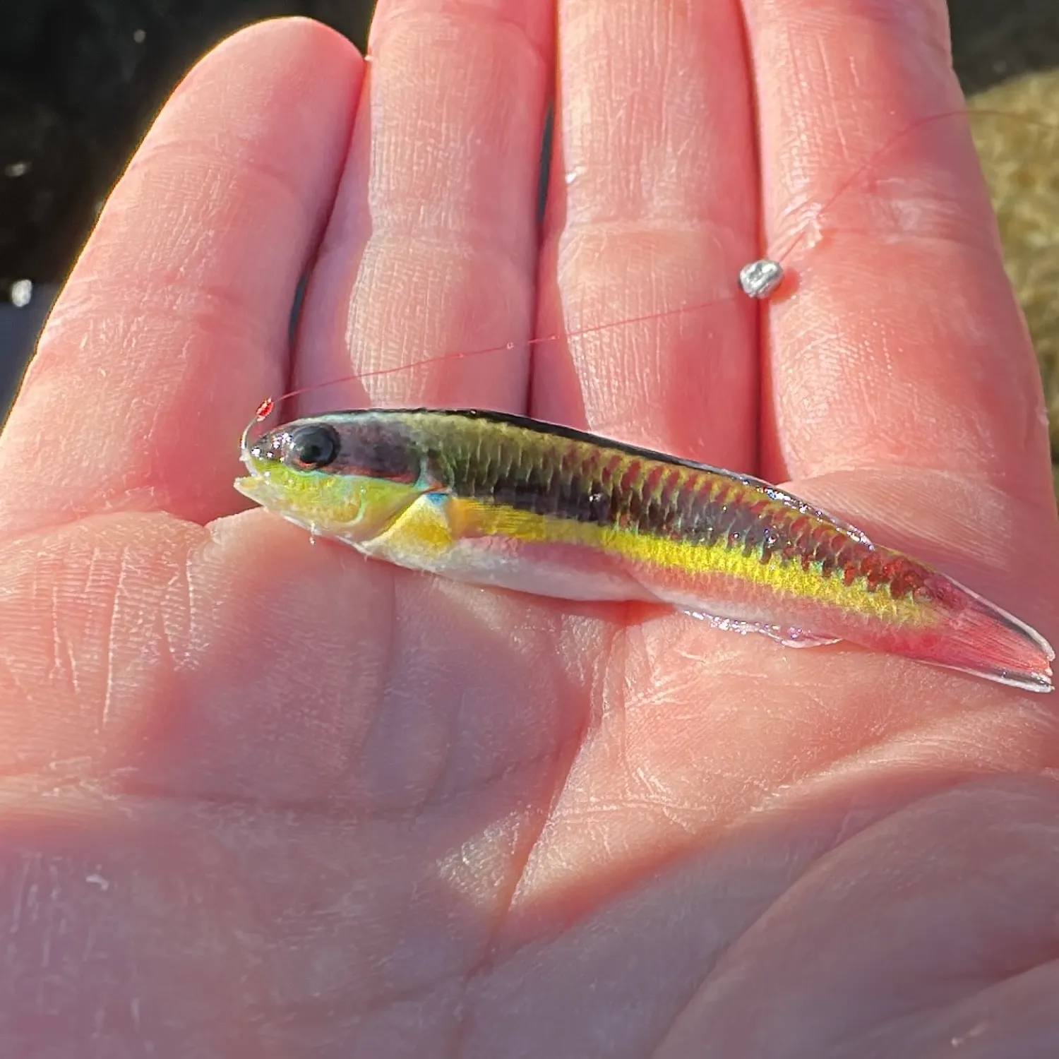 The most recent Cortez rainbow wrasse catches on Fishbrain