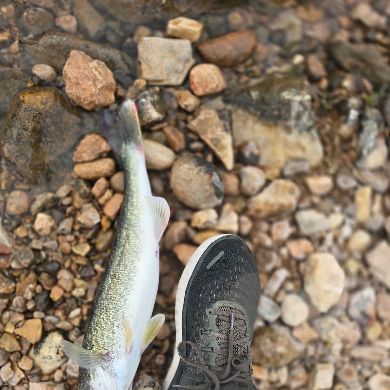The most recent Walleye catches on Fishbrain