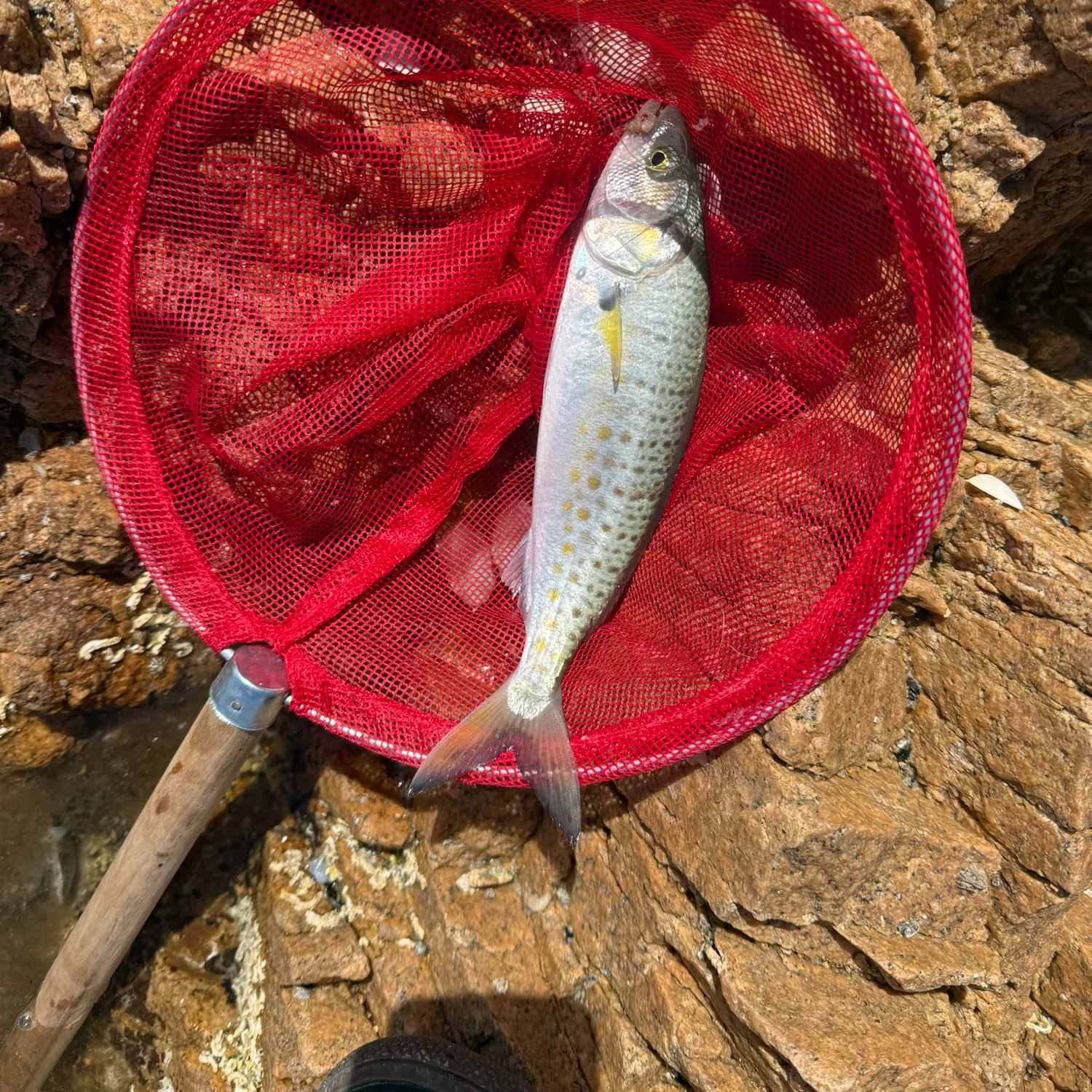 Eastern Australian salmon caught on Fishbrain