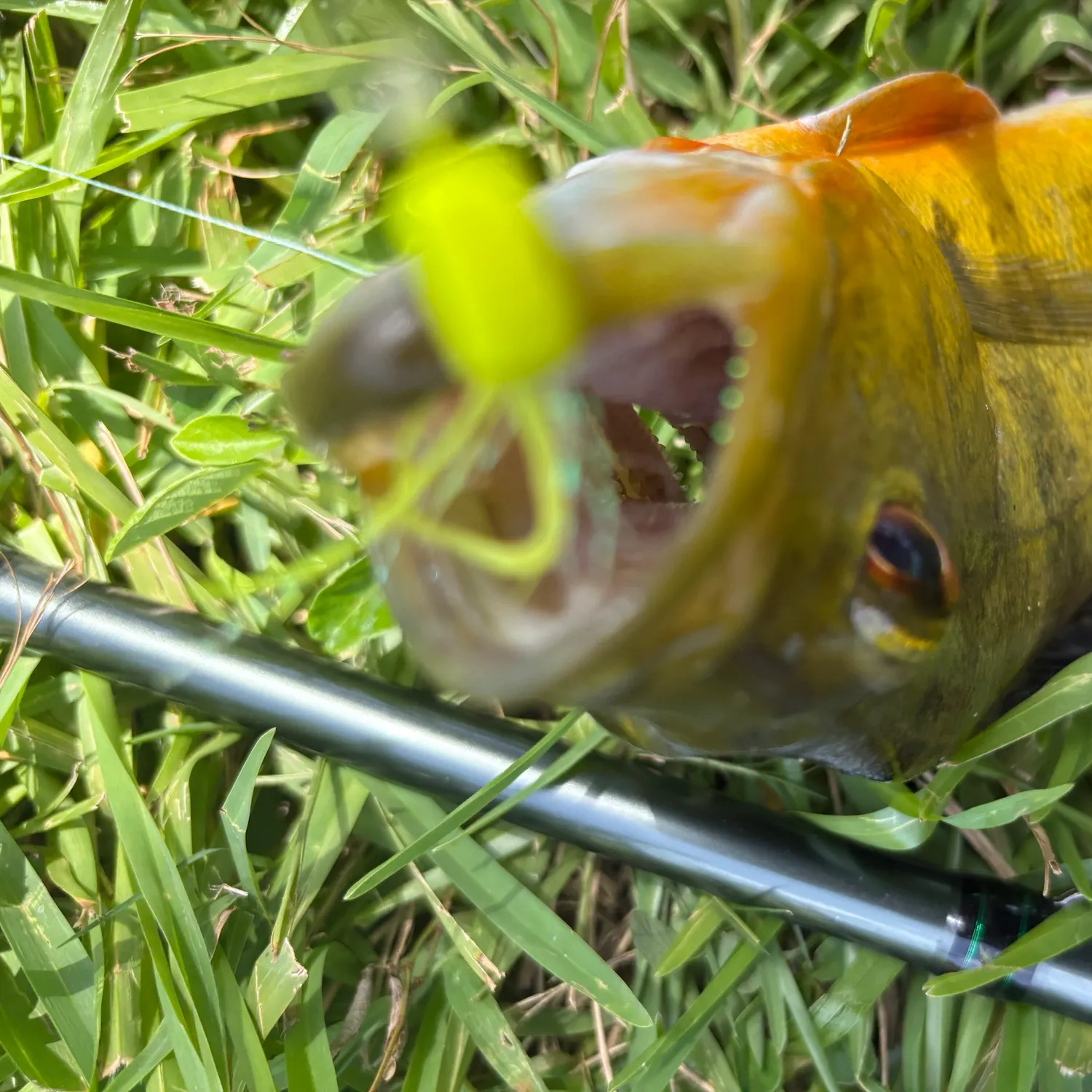 The most recent Butterfly peacock bass catches on Fishbrain