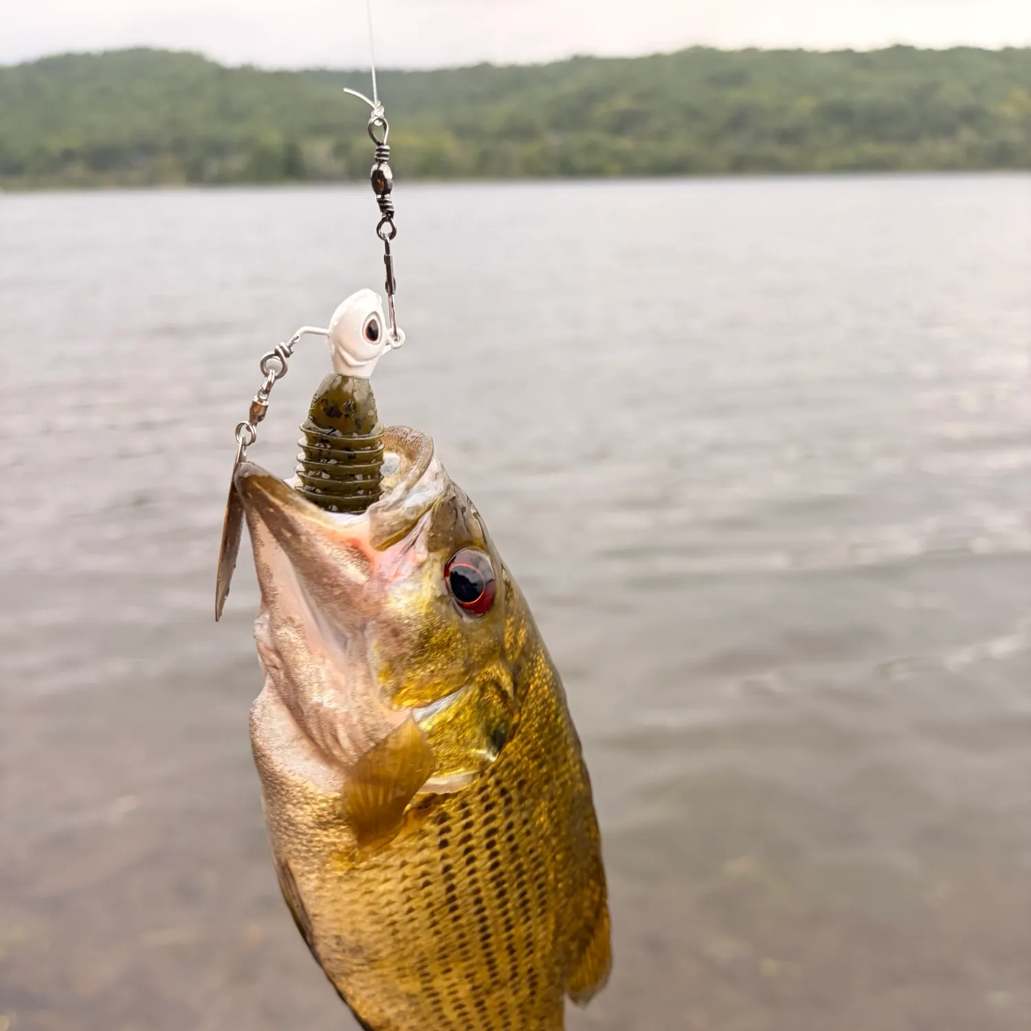 Rock bass caught on Fishbrain