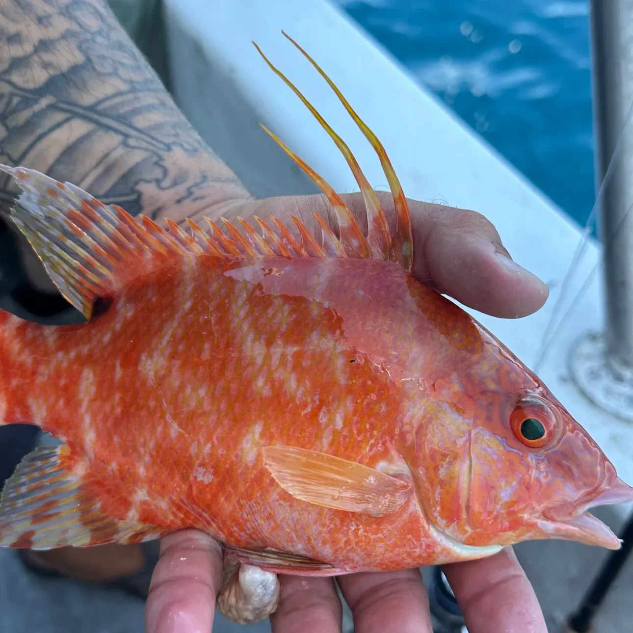 recently logged catches