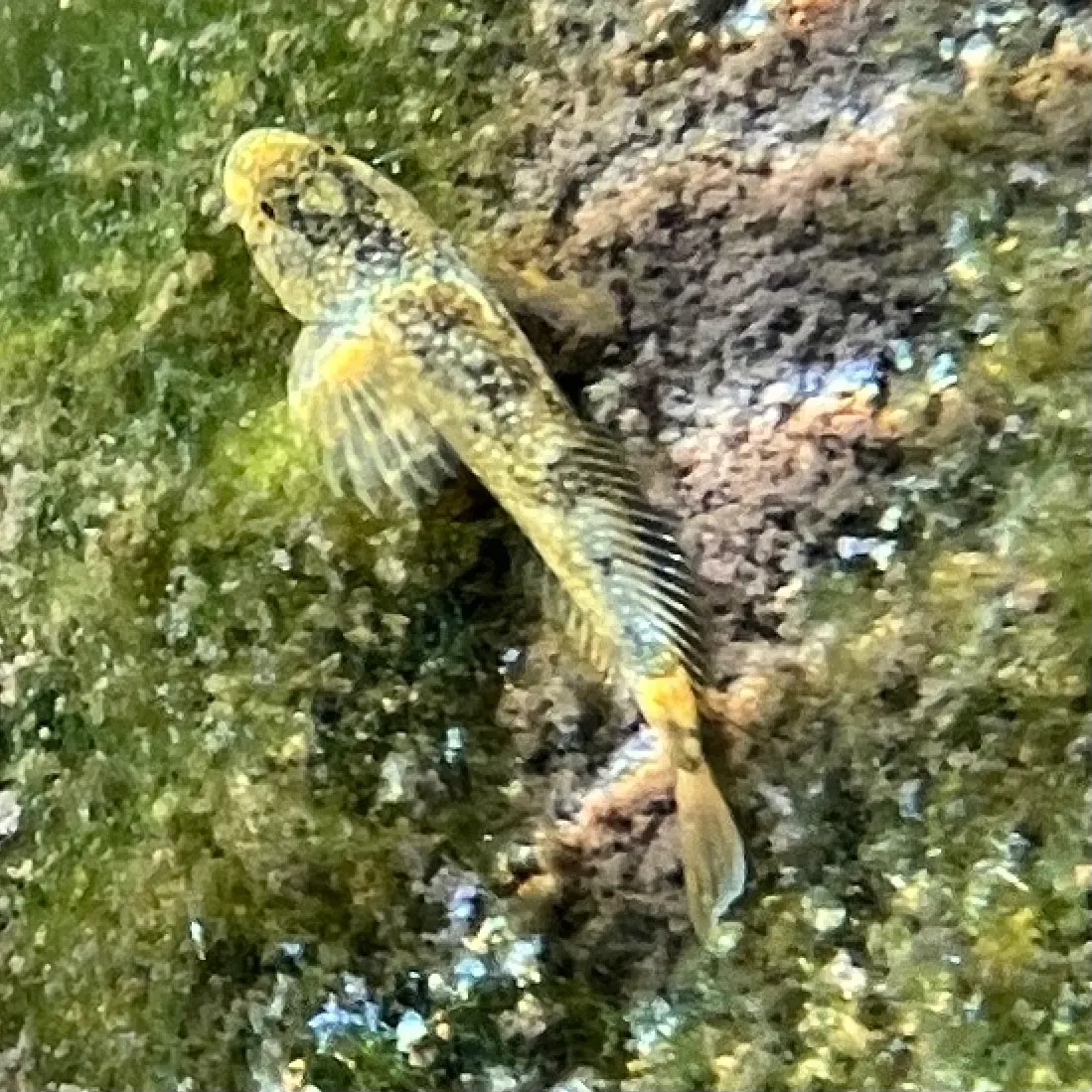 The most recent Coastrange sculpin catches on Fishbrain