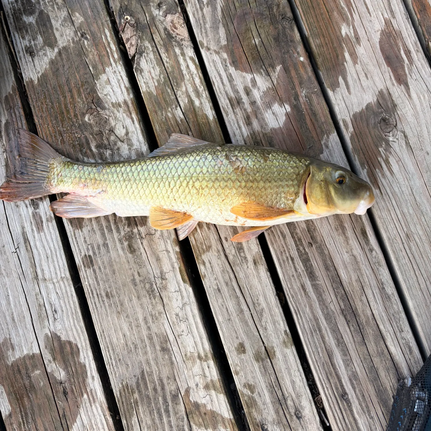 The most recent Gray redhorse catches on Fishbrain