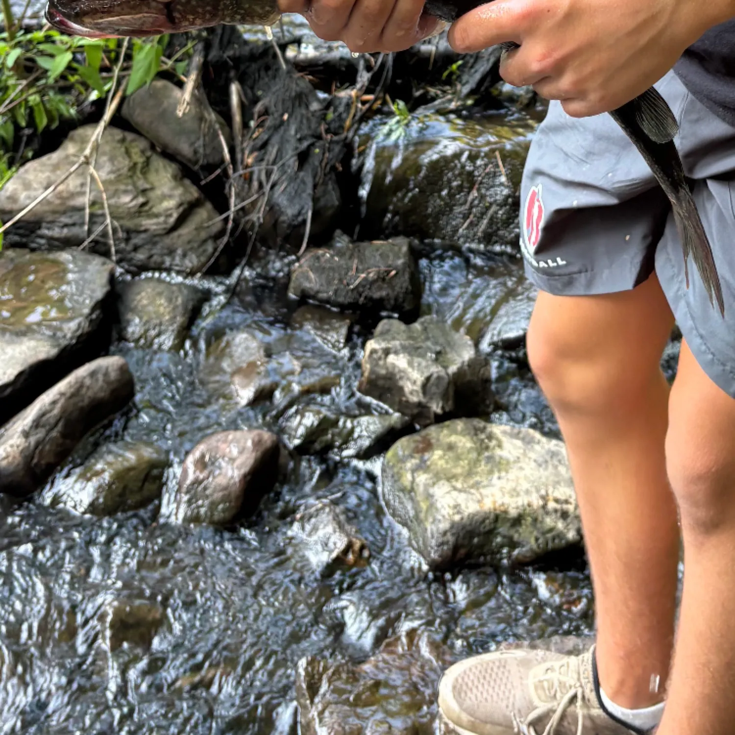 Northern pike caught on Fishbrain