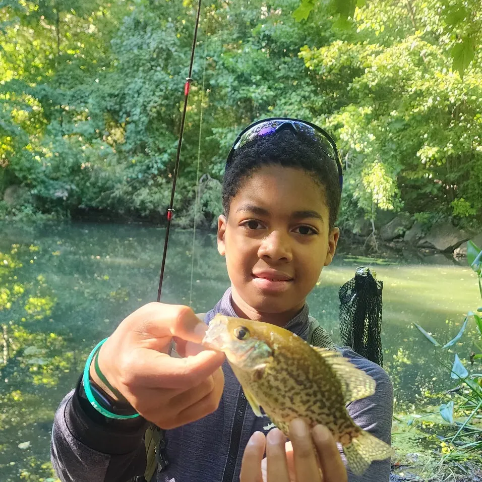 Black crappie caught on Fishbrain