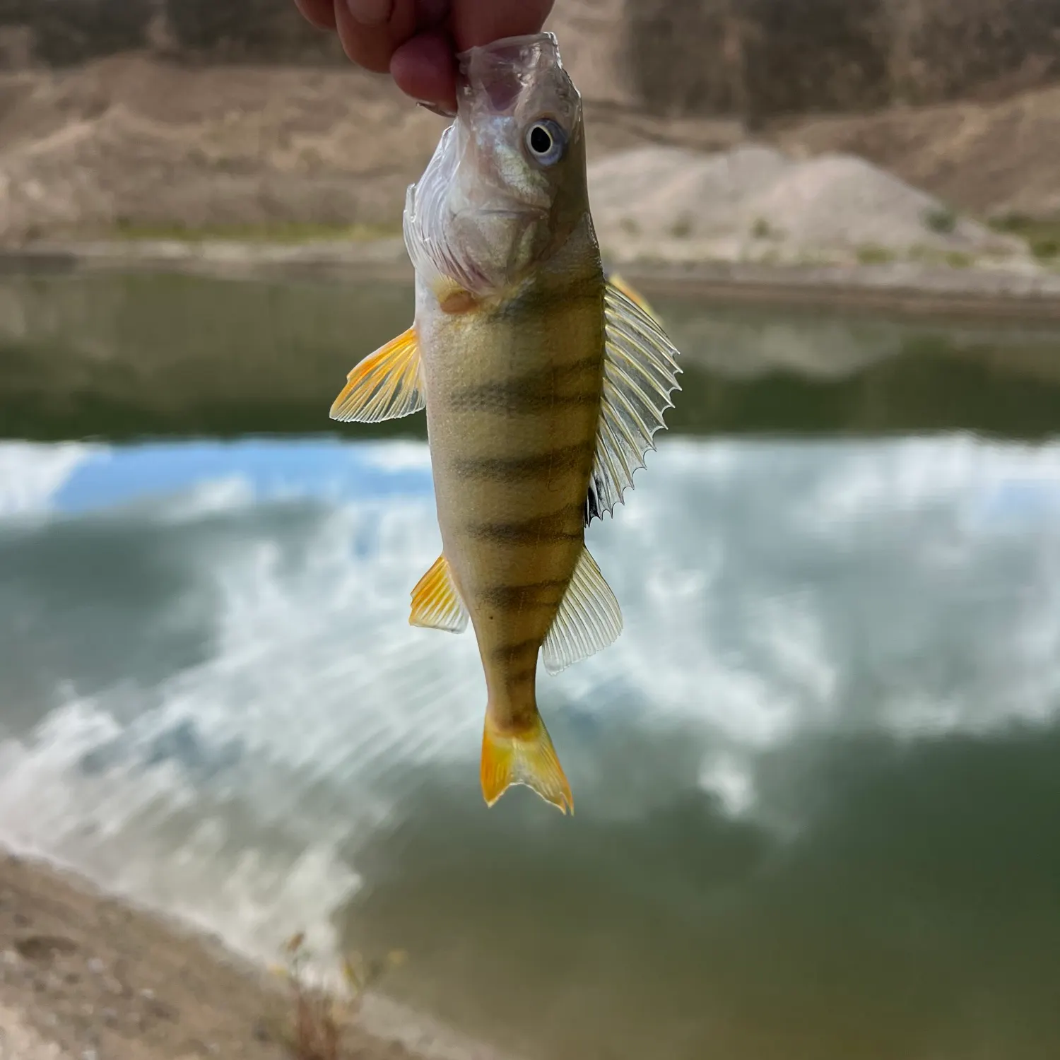 European perch caught on Fishbrain