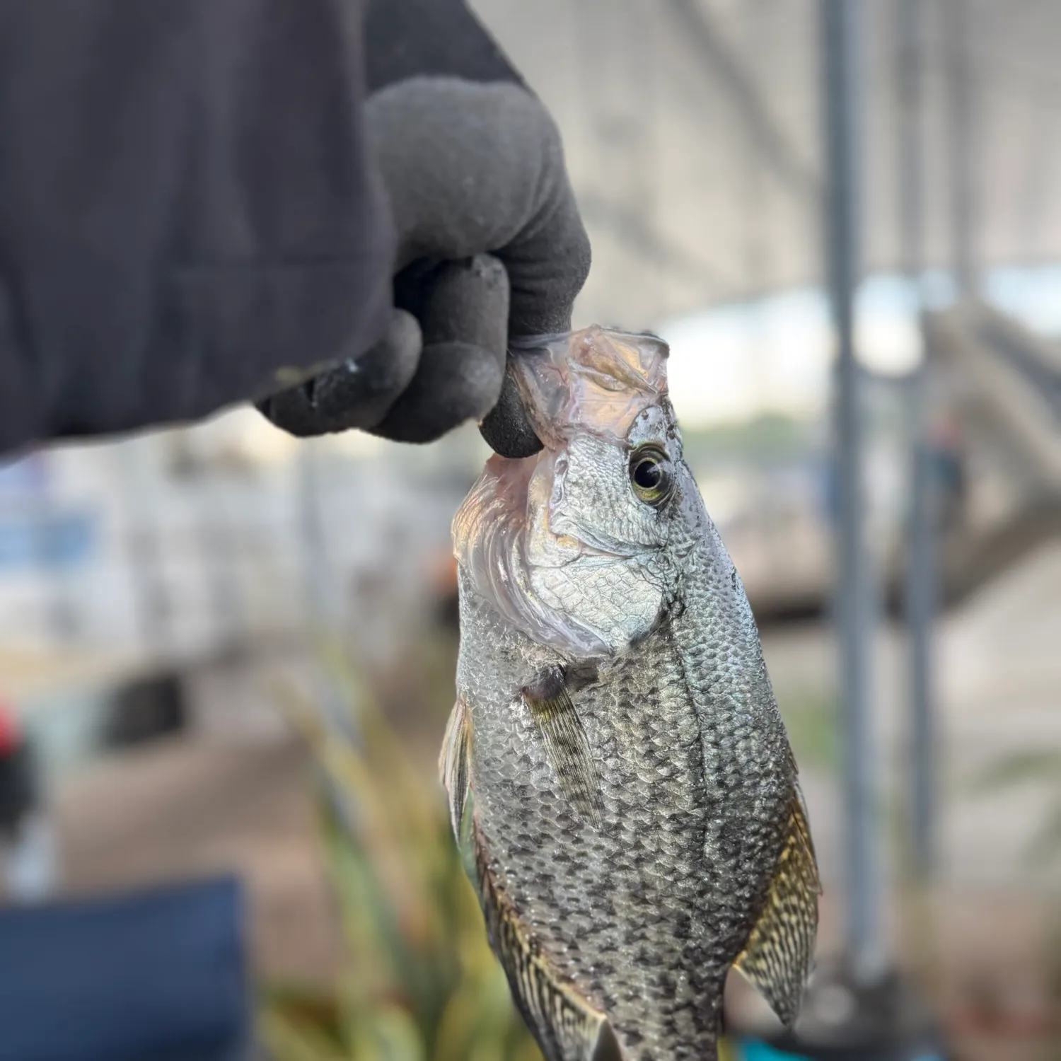 Black crappie caught on Fishbrain