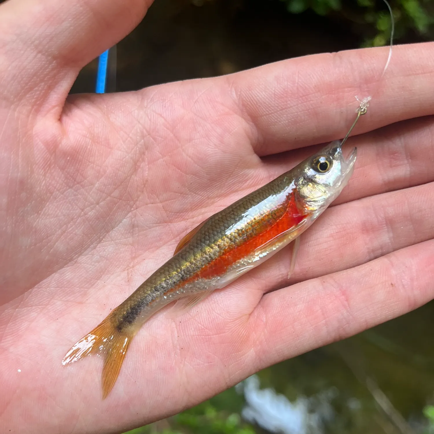 The most recent Redside dace catches on Fishbrain
