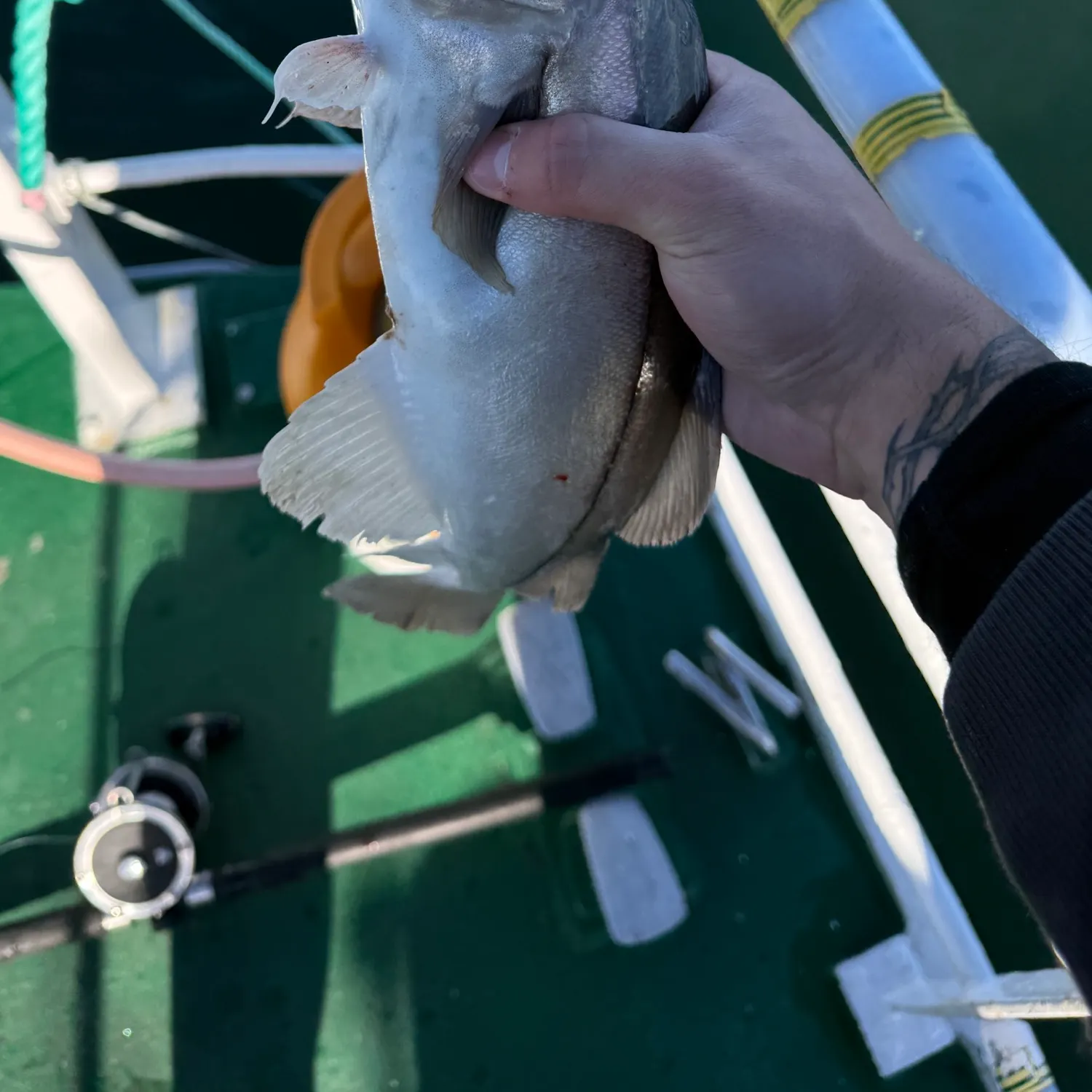 Haddock caught on Fishbrain