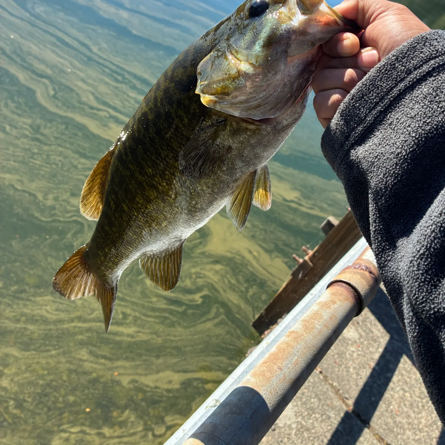 Smallmouth bass caught on Fishbrain