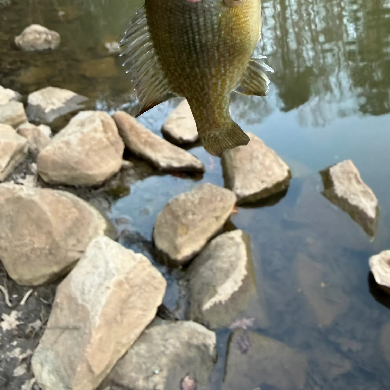 The most recent Green sunfish catches on Fishbrain