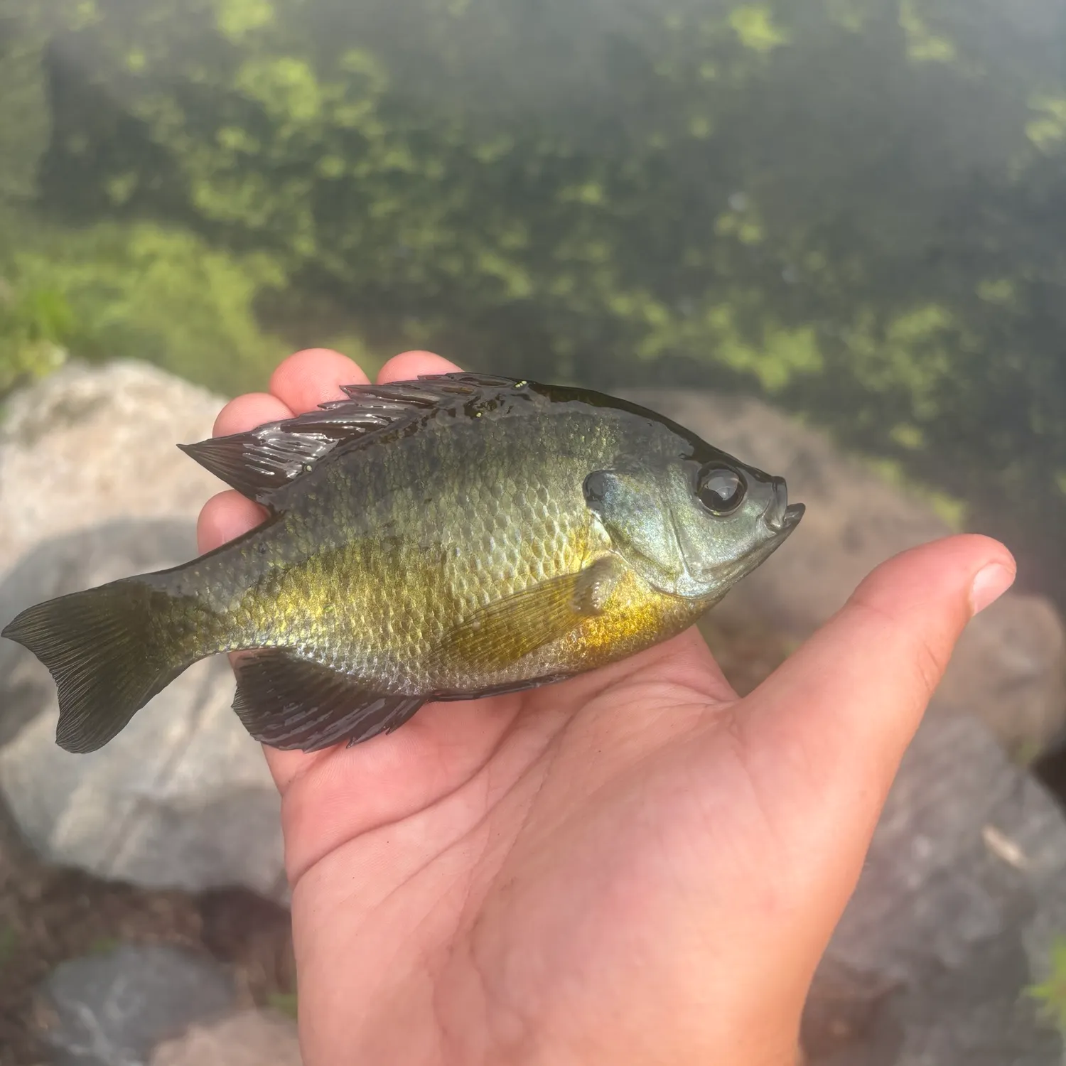 Bluegill caught on Fishbrain