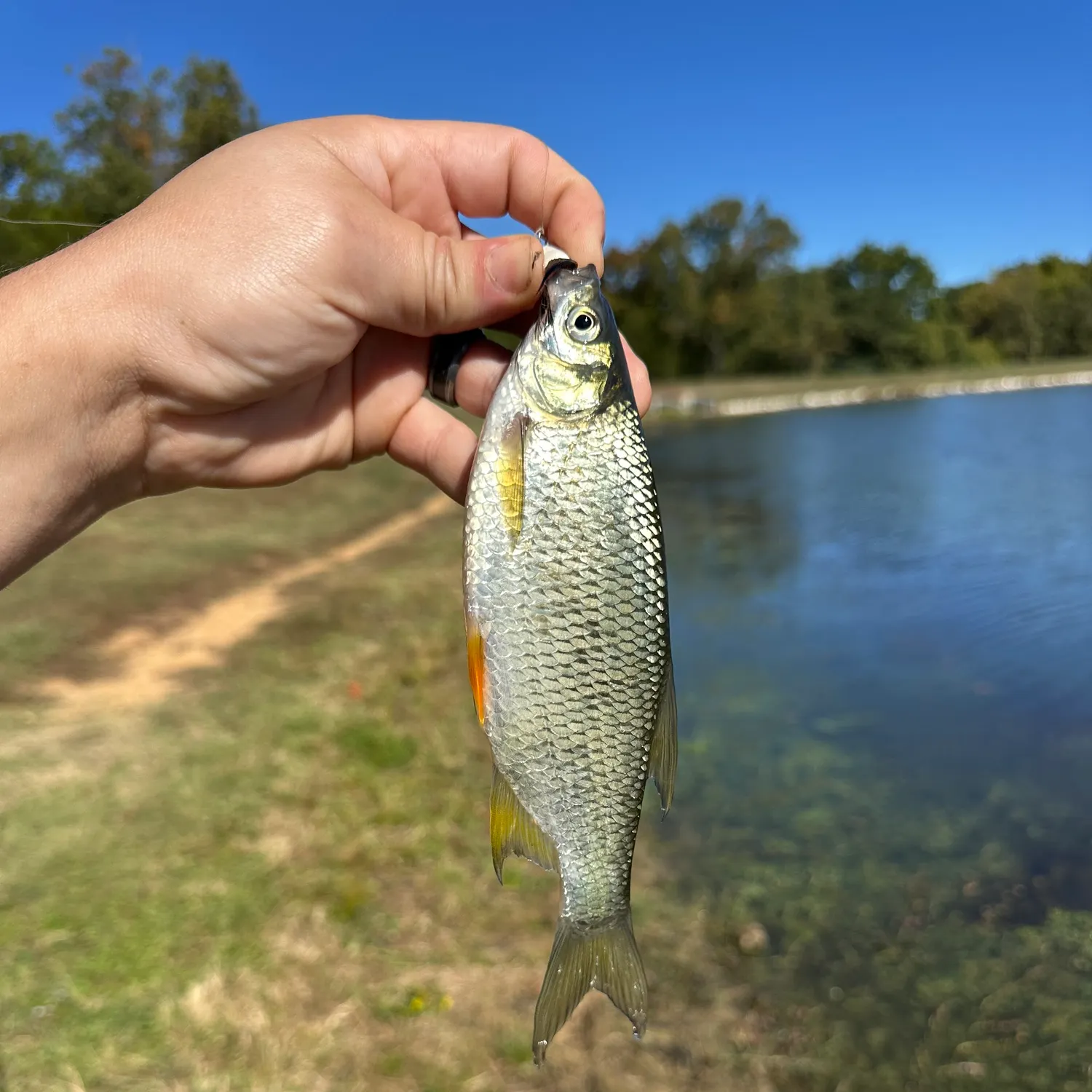 Golden shiner caught on Fishbrain