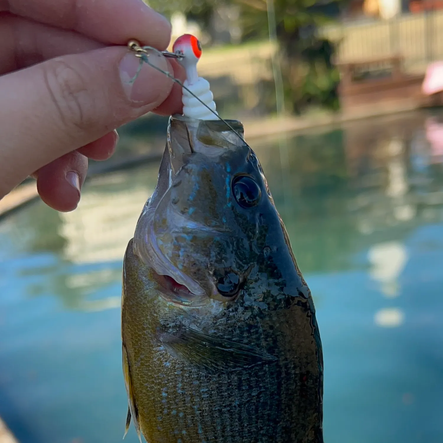 The most recent Green sunfish catches on Fishbrain