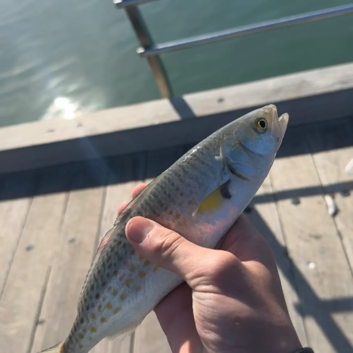 Eastern Australian salmon caught on Fishbrain
