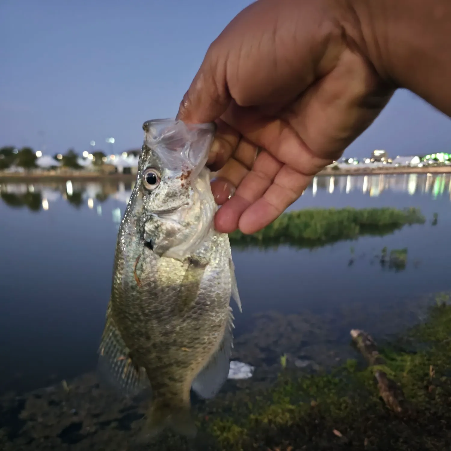 White crappie caught on Fishbrain