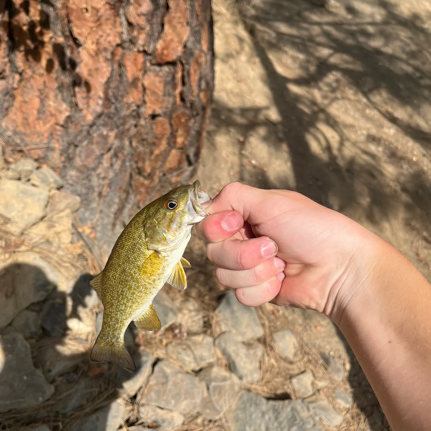 The most recent Smallmouth bass catches on Fishbrain