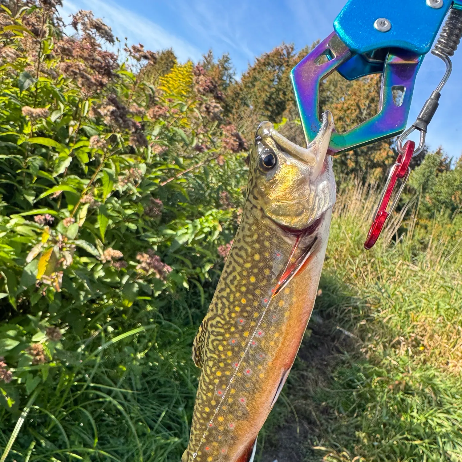Brook trout caught on Fishbrain