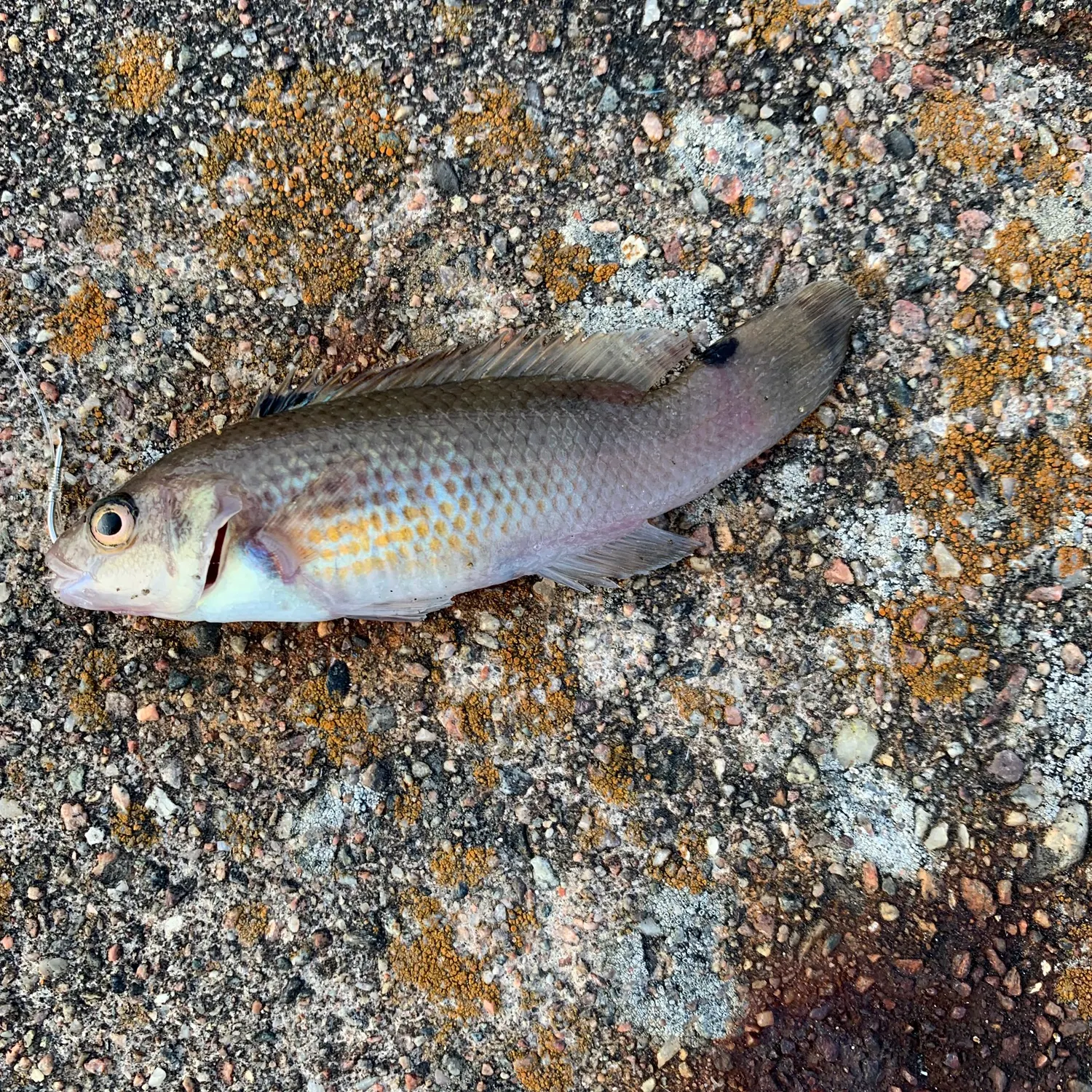 The most recent Goldsinny wrasse catches on Fishbrain