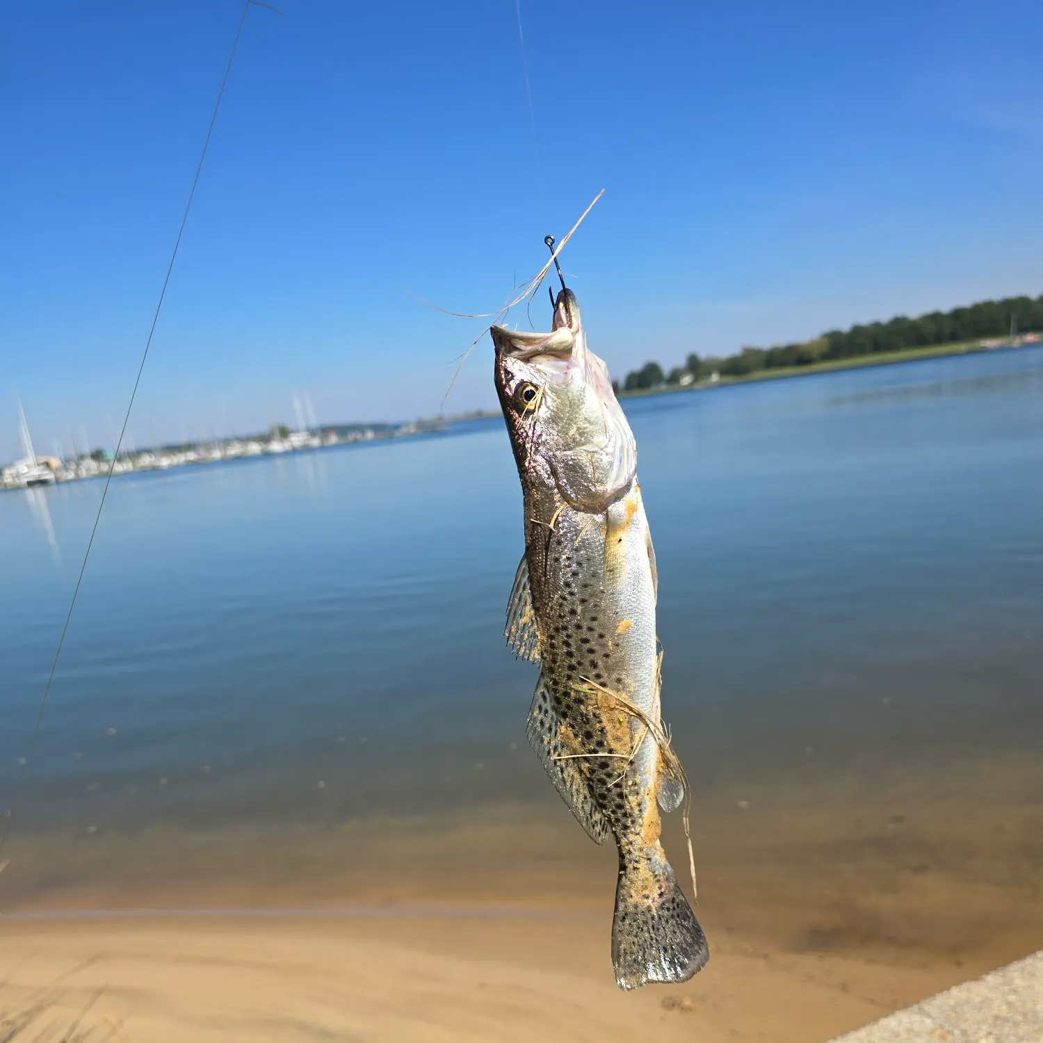 Spotted seatrout caught on Fishbrain