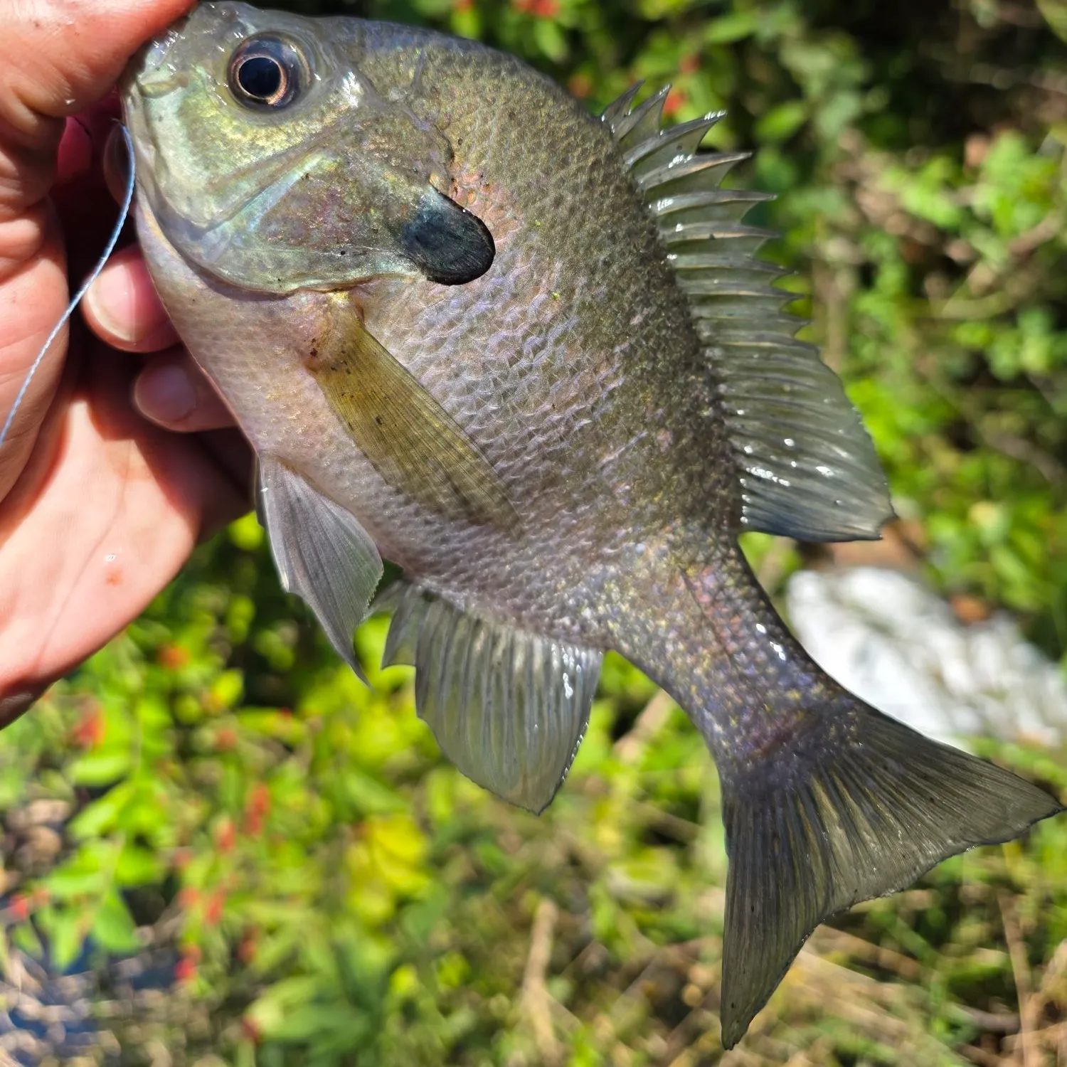 Bluegill caught on Fishbrain